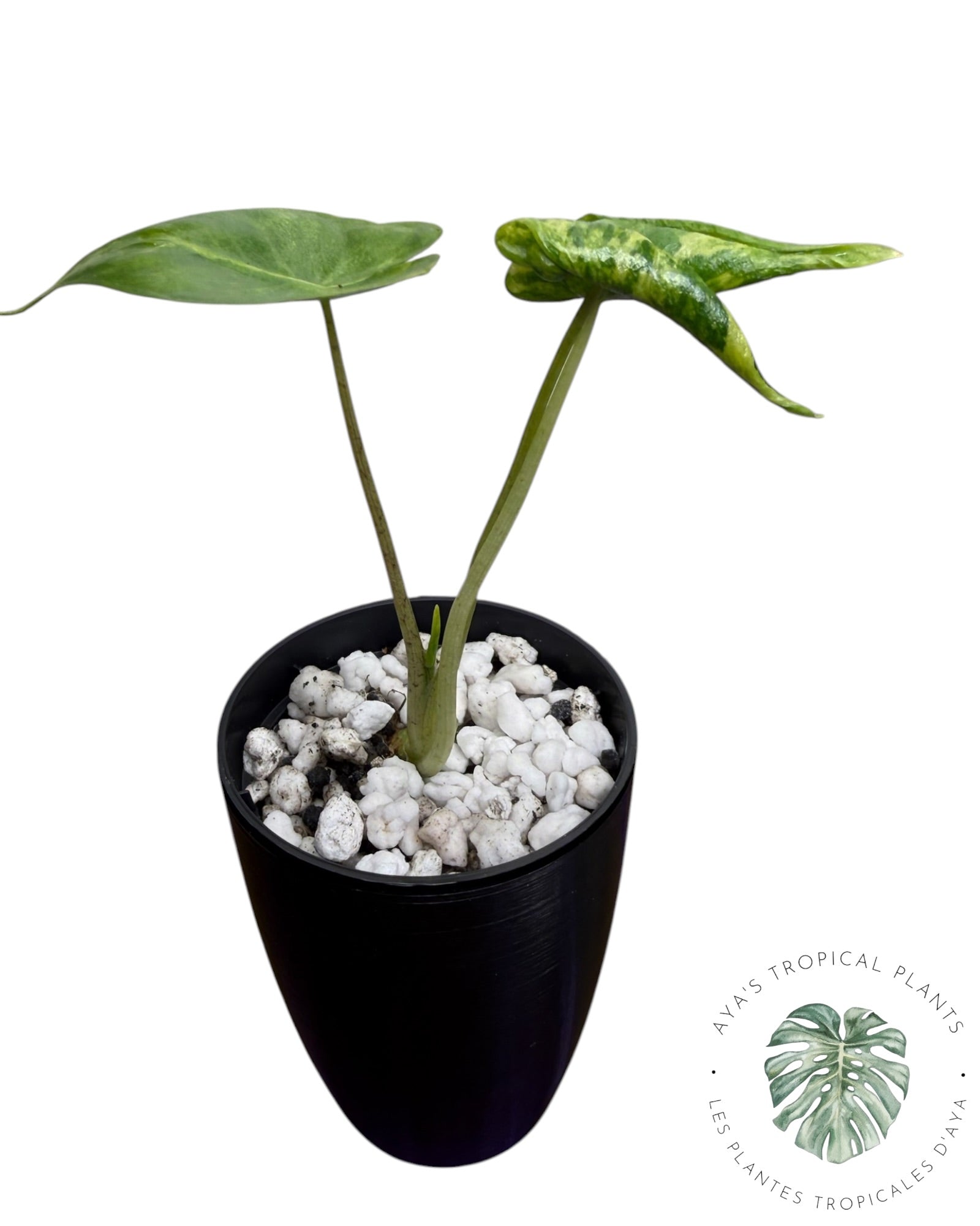 Alocasia Macrorrhizos ‘Shock Treatment’ Aurea Panaché