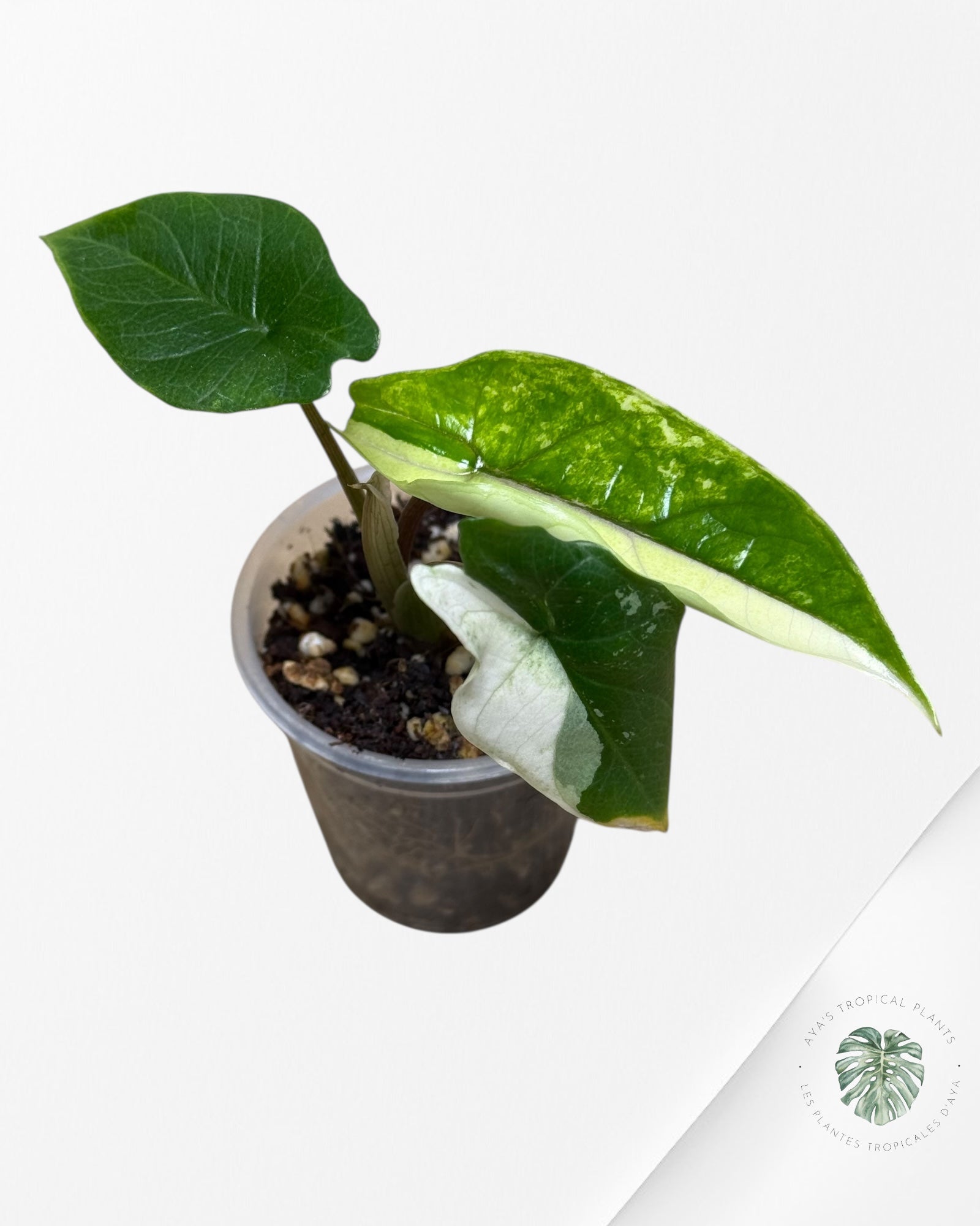Alocasia Bisma sp. 'Platinum' Albo Variegated - 13E