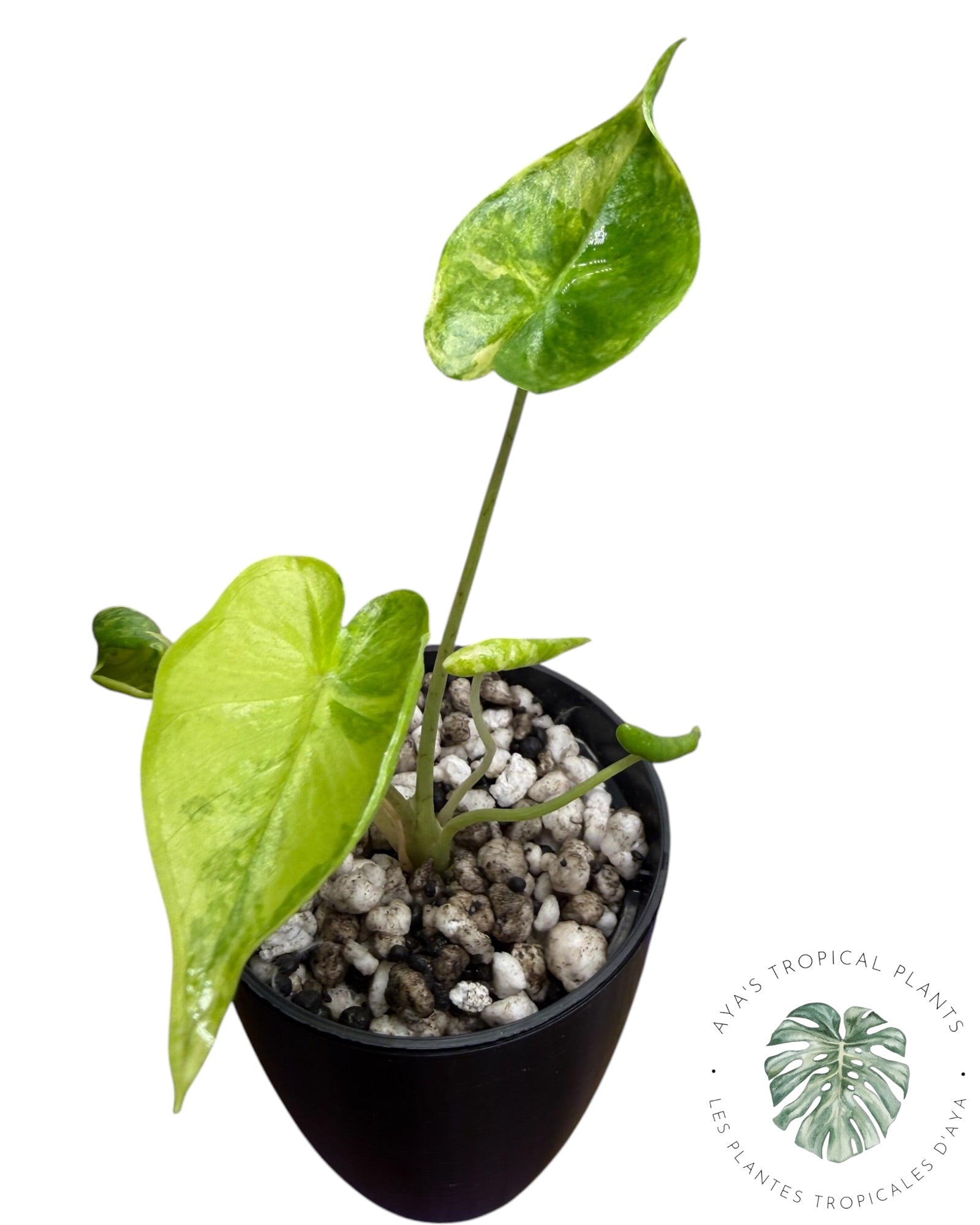 Alocasia Macrorrhizos ‘Shock Treatment’ Aurea Variegated
