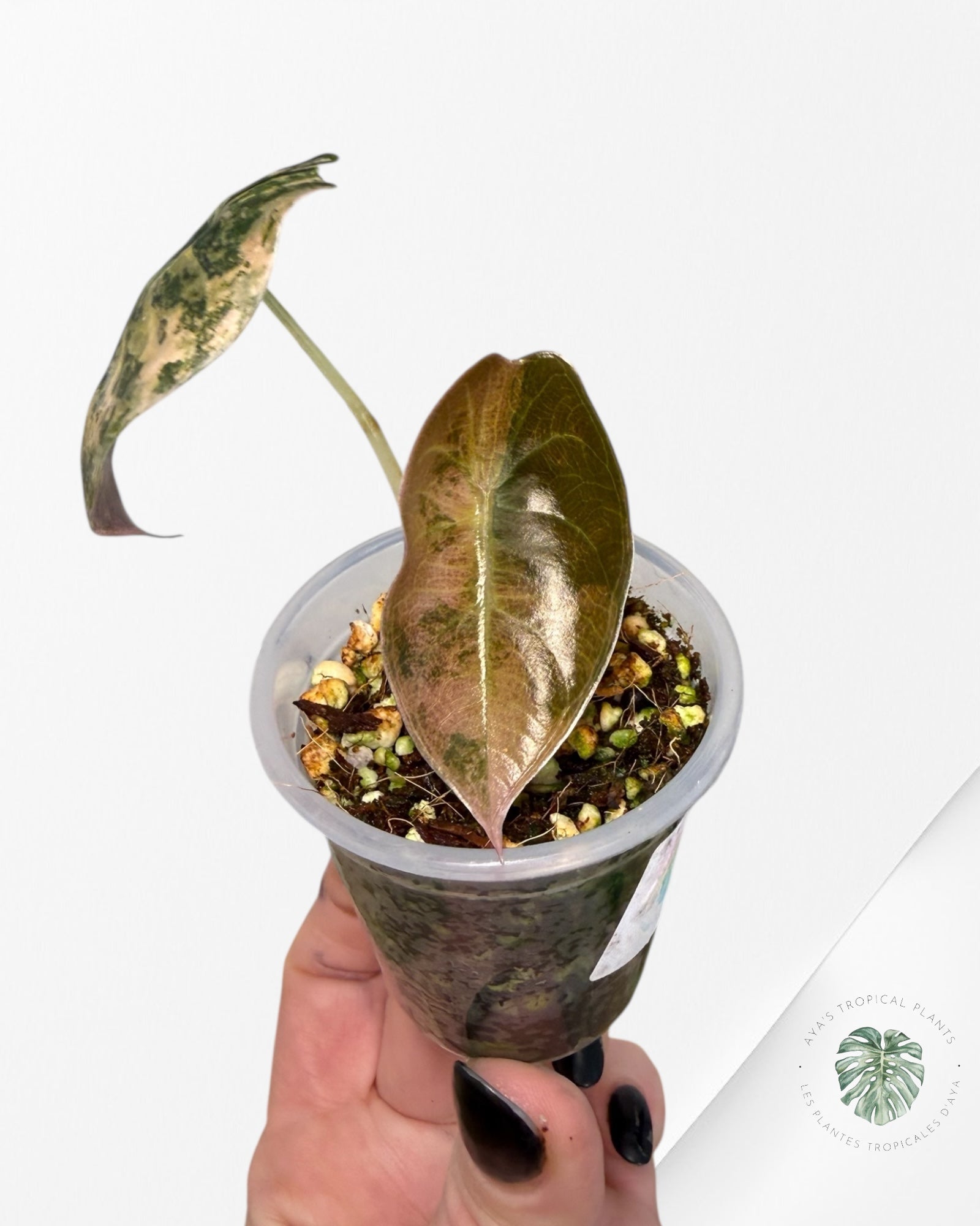 Alocasia Sedenii  Variegated Aurea