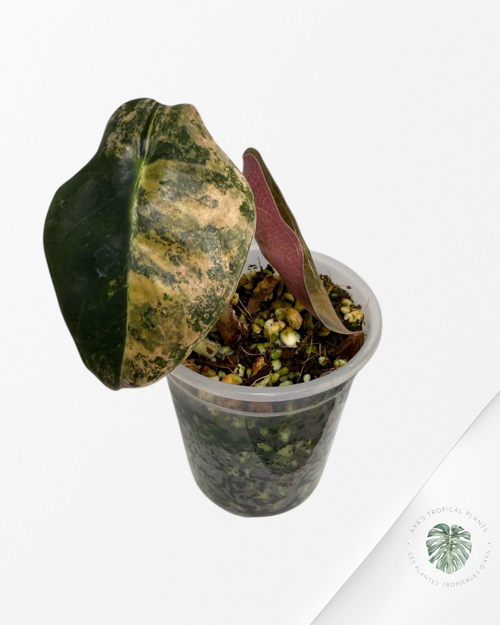 Alocasia Sedenii  Variegated Aurea