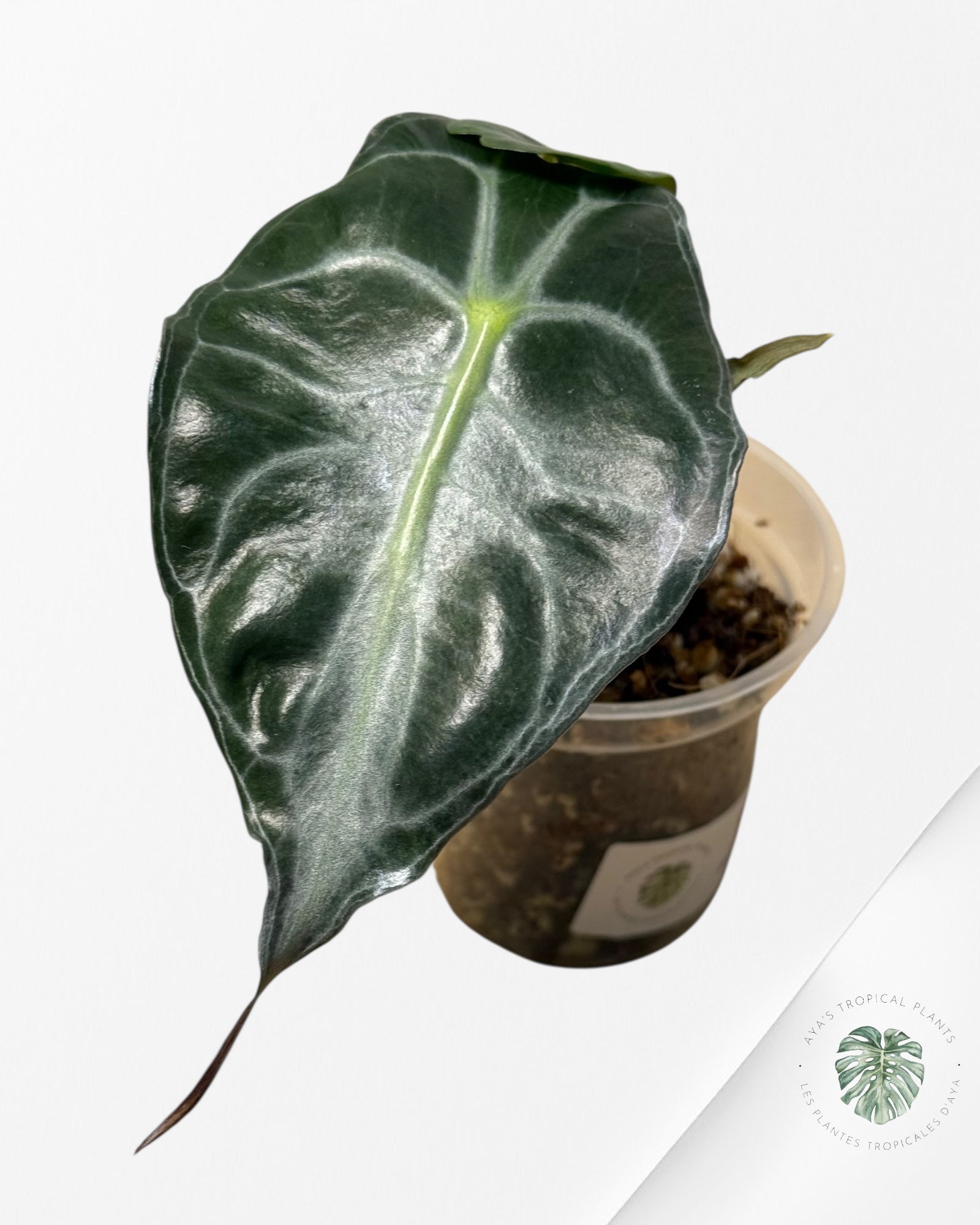Venin d'Alocasia-43