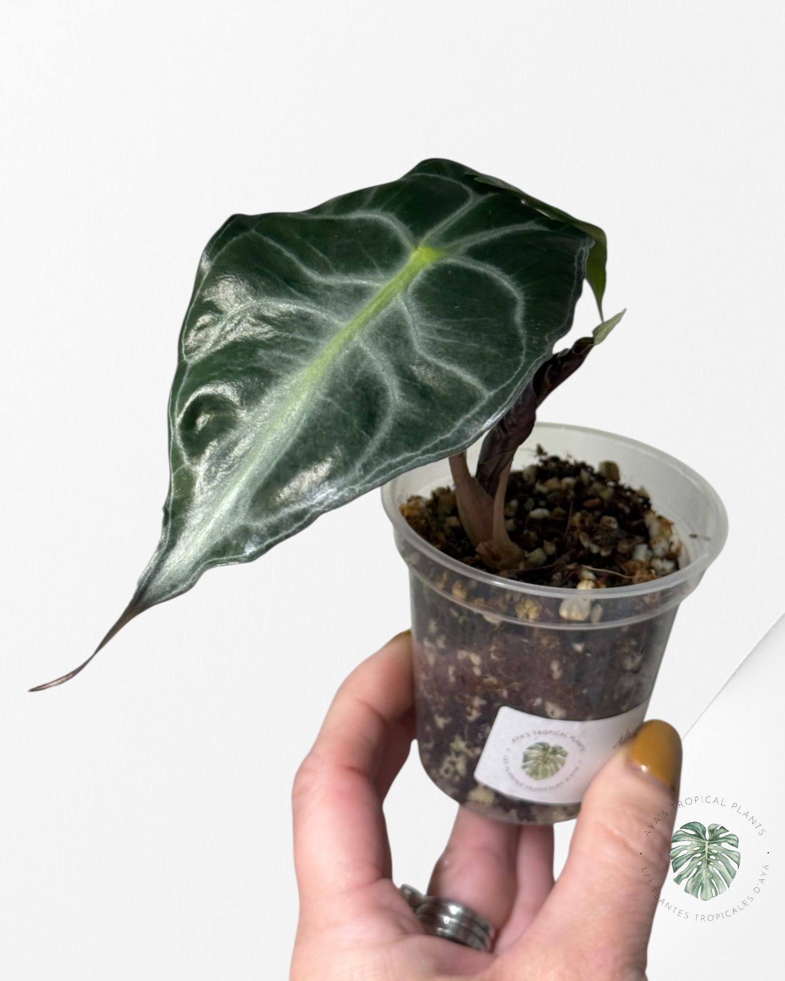 Venin d'Alocasia-43