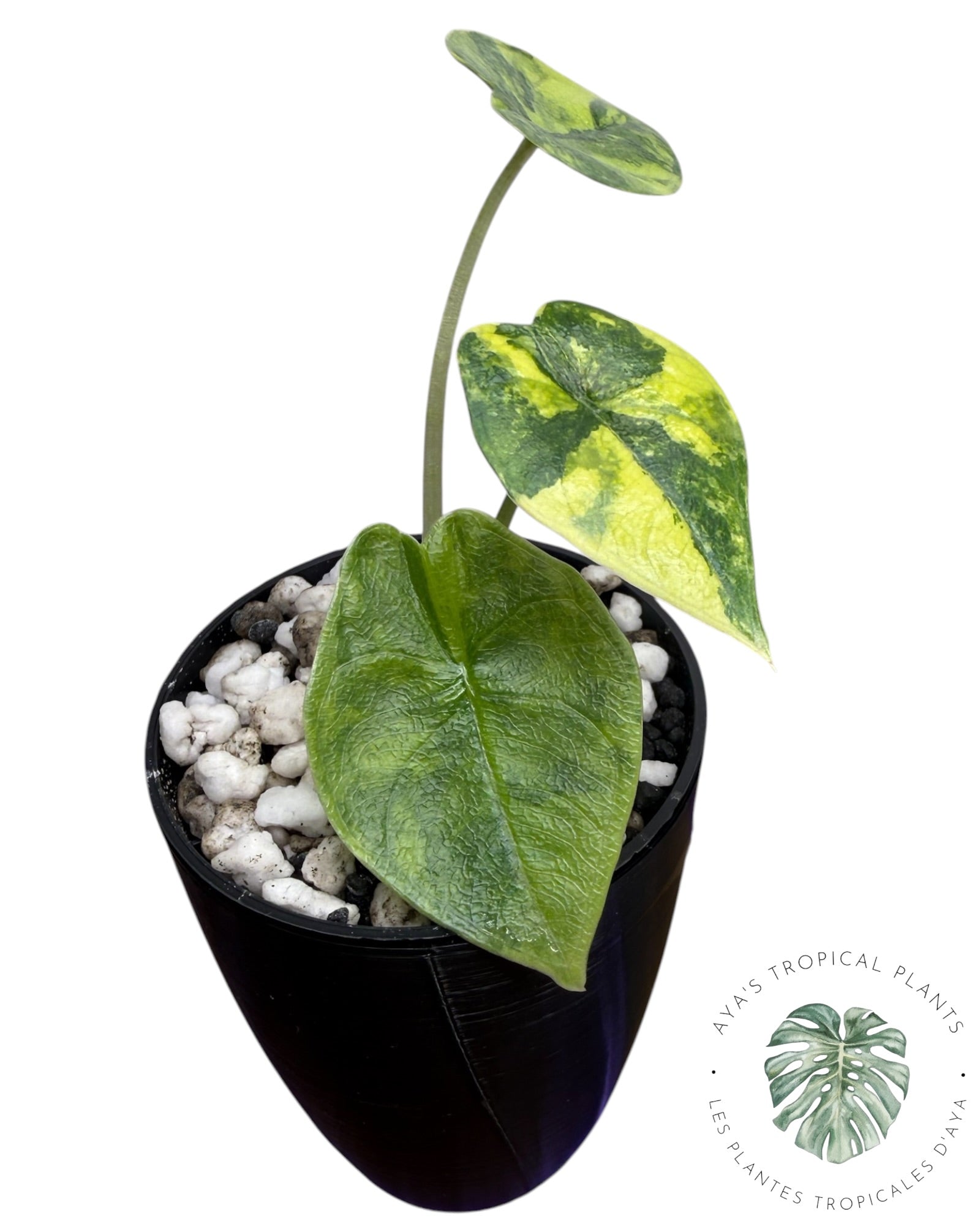 Alocasia Melo Aurea long form