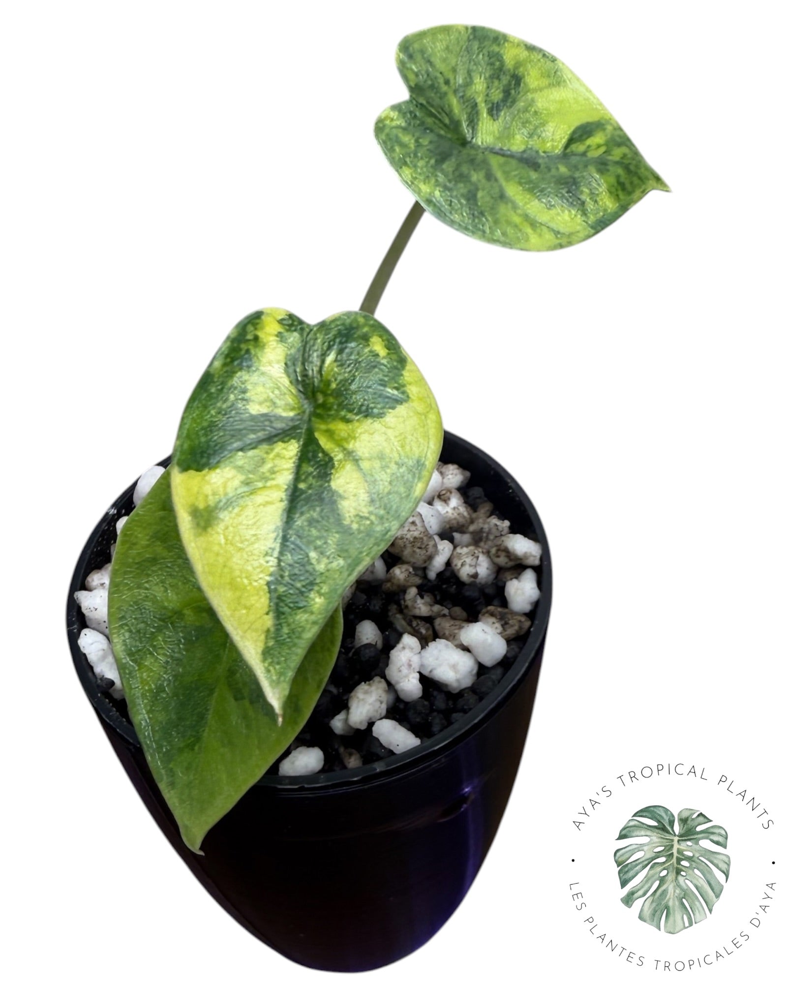 Alocasia Melo Aurea long form
