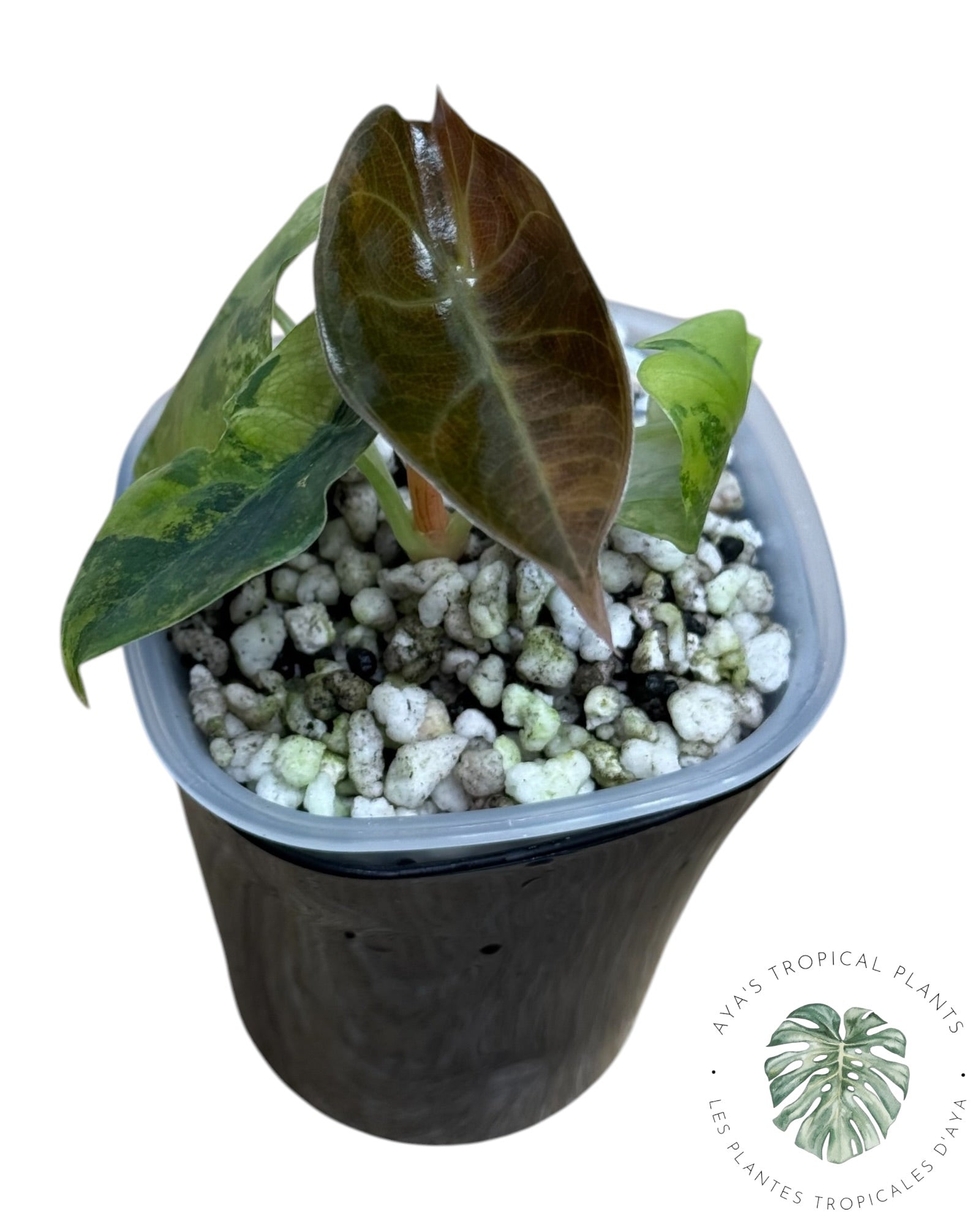 Alocasia suhirmaniana Aurea