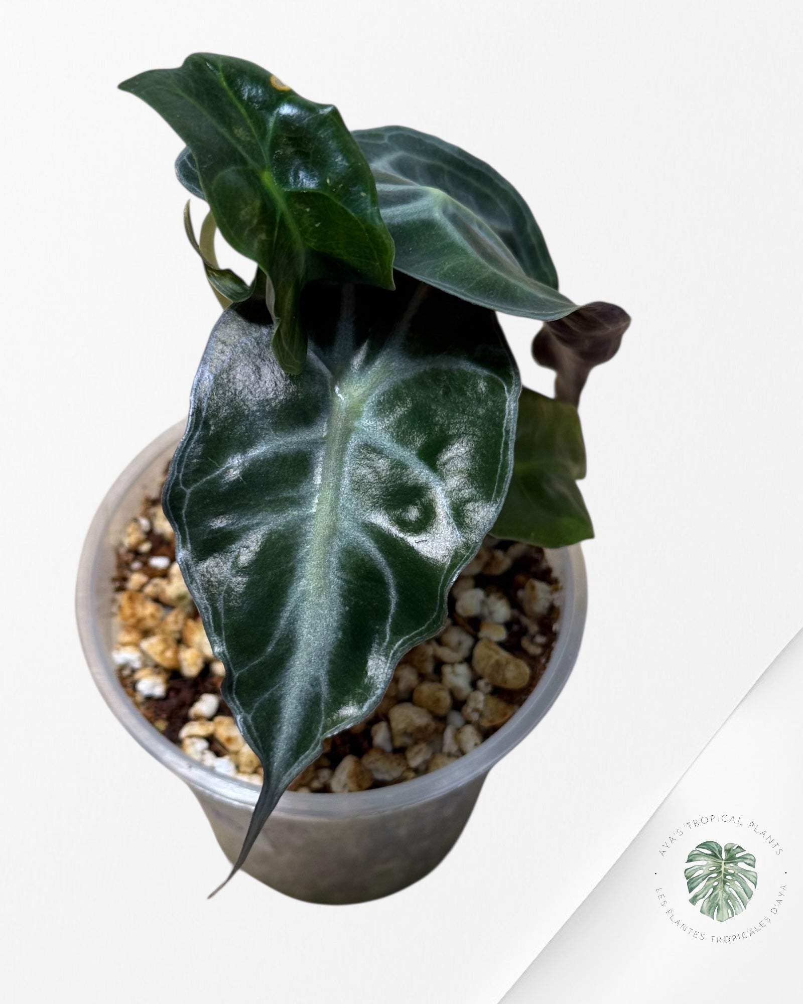 Venin d'Alocasia-42
