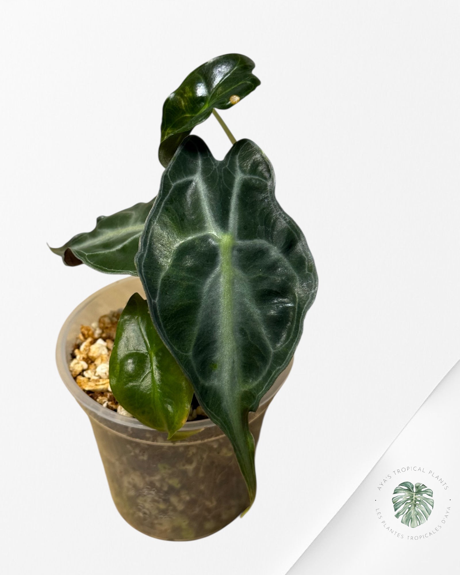 Venin d'Alocasia-42