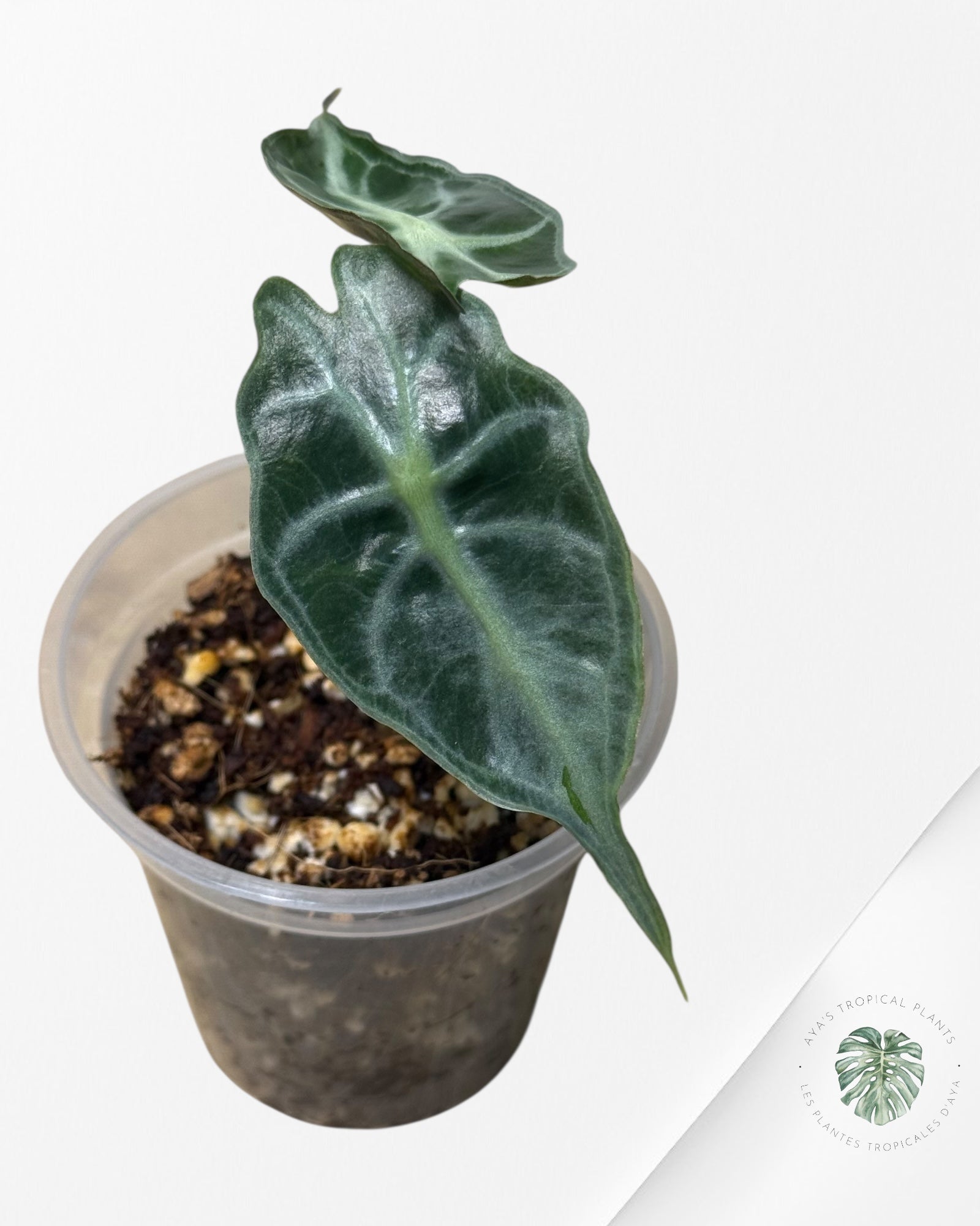 Venin d'Alocasia-46
