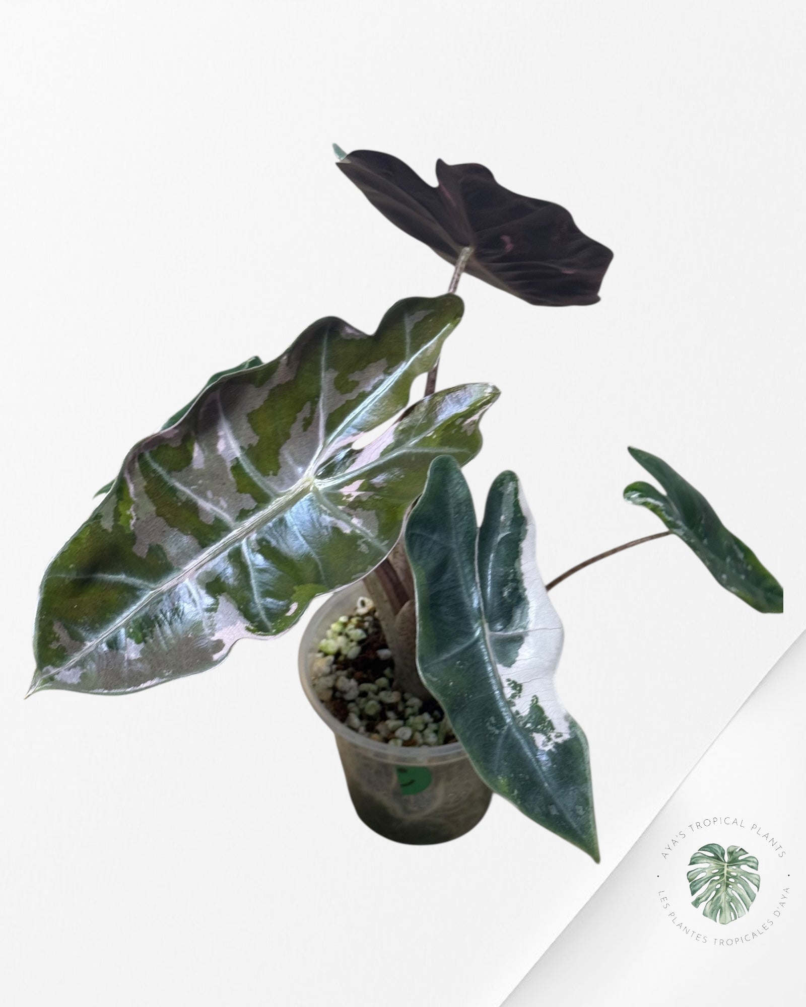 Alocasia Pseudo Sanderiana Albo/Rose - 267