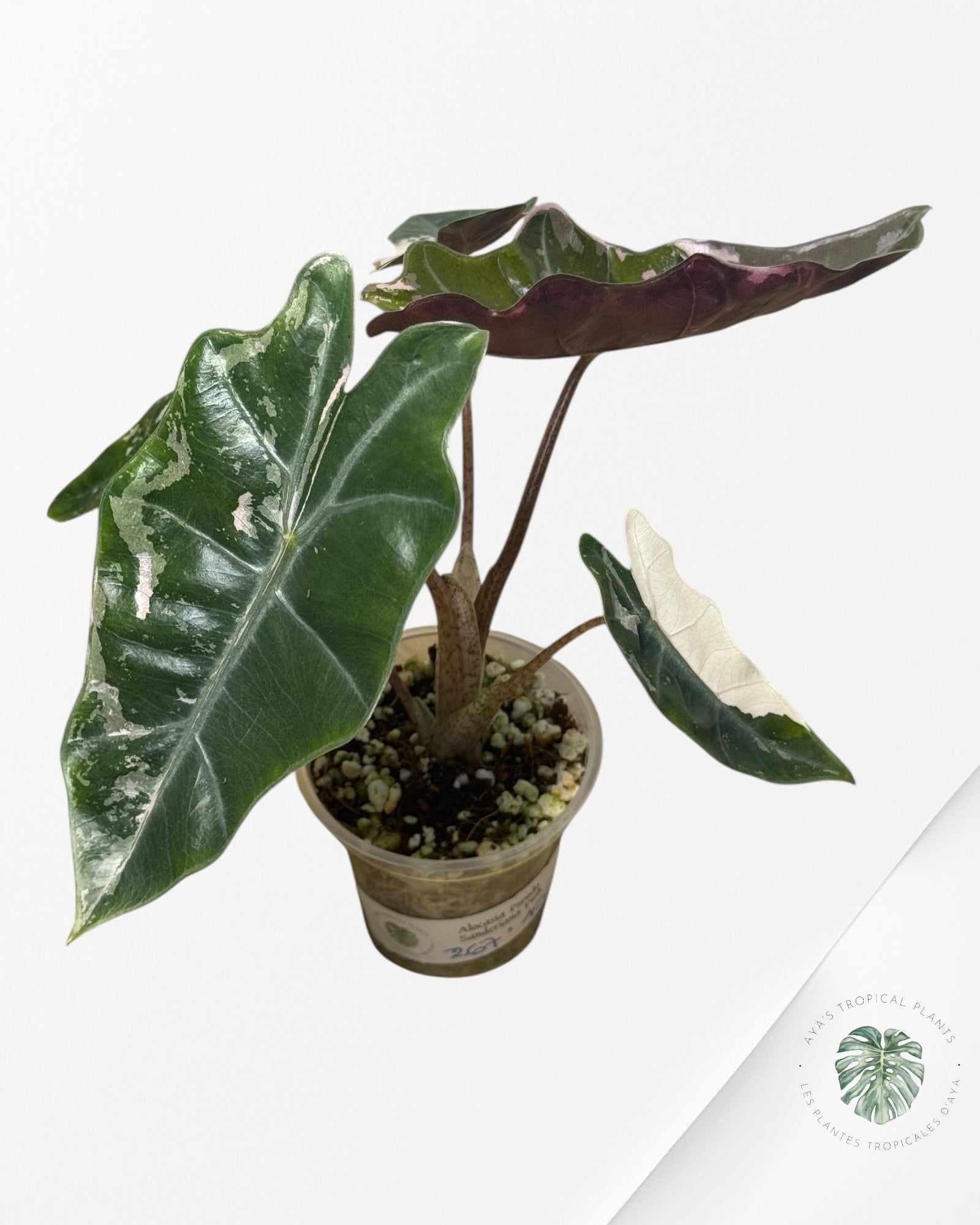 A.Pseudo Sanderiana Pink Albo│アロカシア・プセウド Alocasia Pseudo Sanderiana Albo/Pink - 267