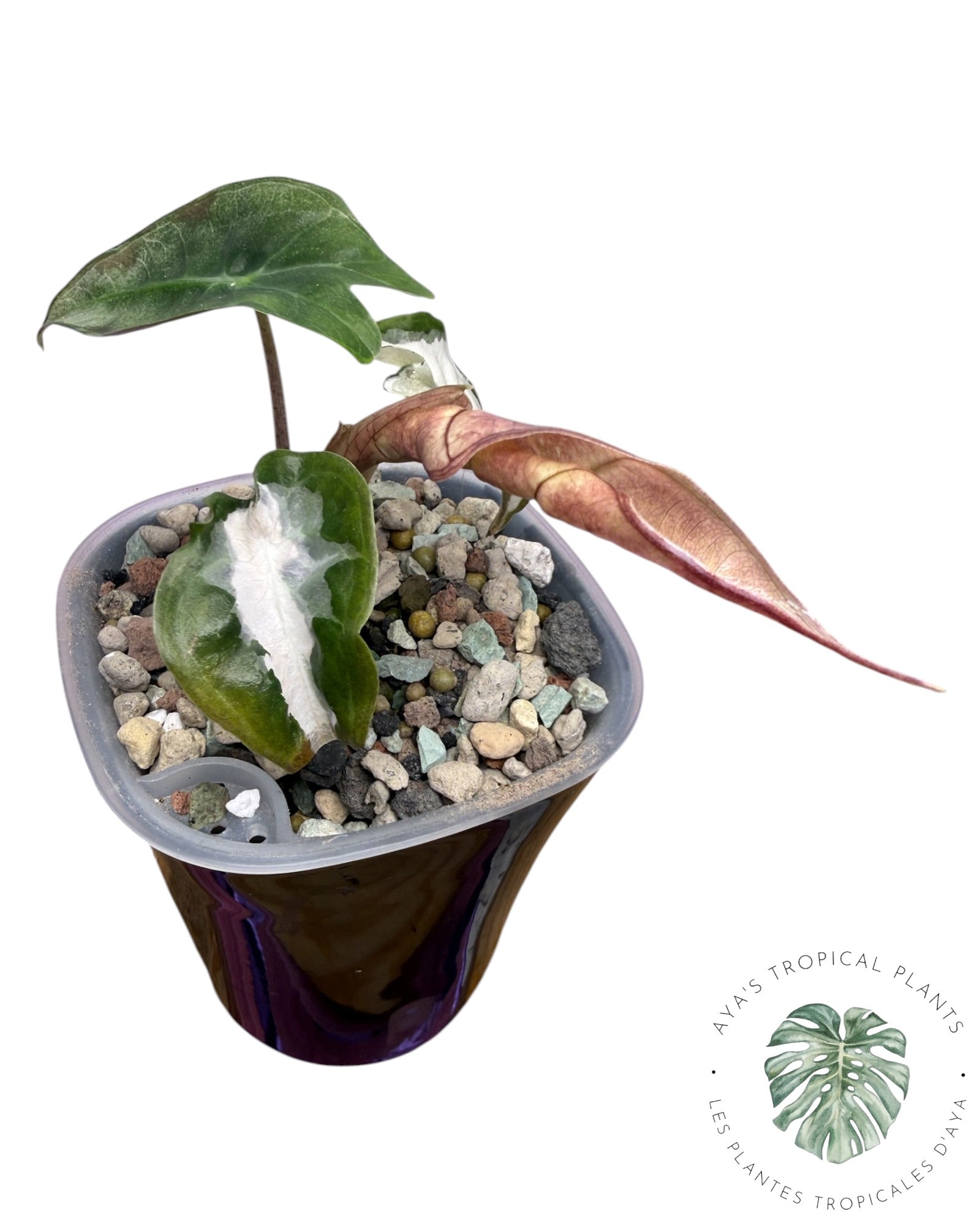 Alocasia Polly Lava Variegated