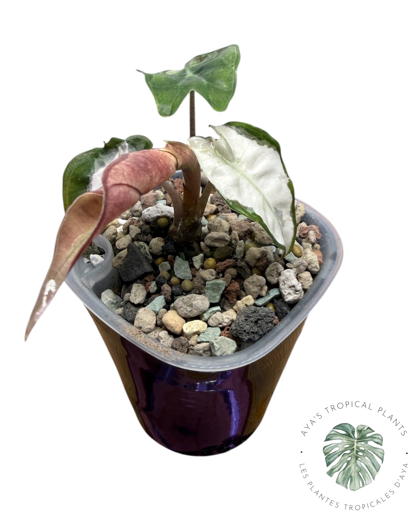 Alocasia Polly Lava Variegated