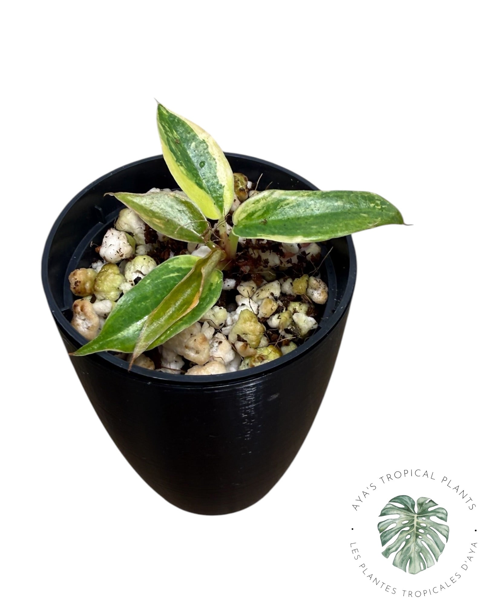 Philodendron Caramel Marble ‘Fire Tiger’