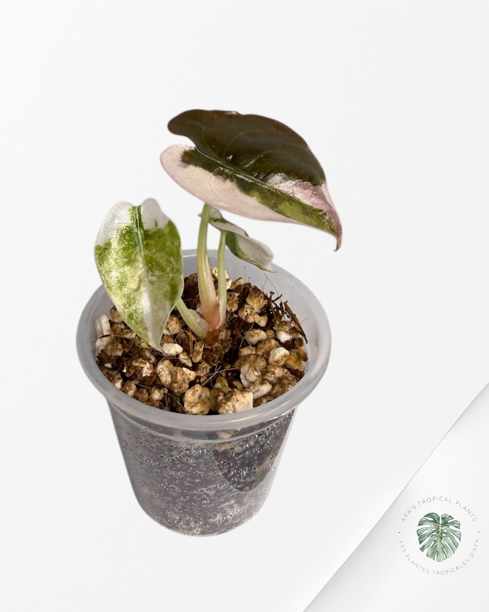 Alocasia Cuprea Pink/Albo Variegated | Rare TC Plant| Aya's Tropical Plants