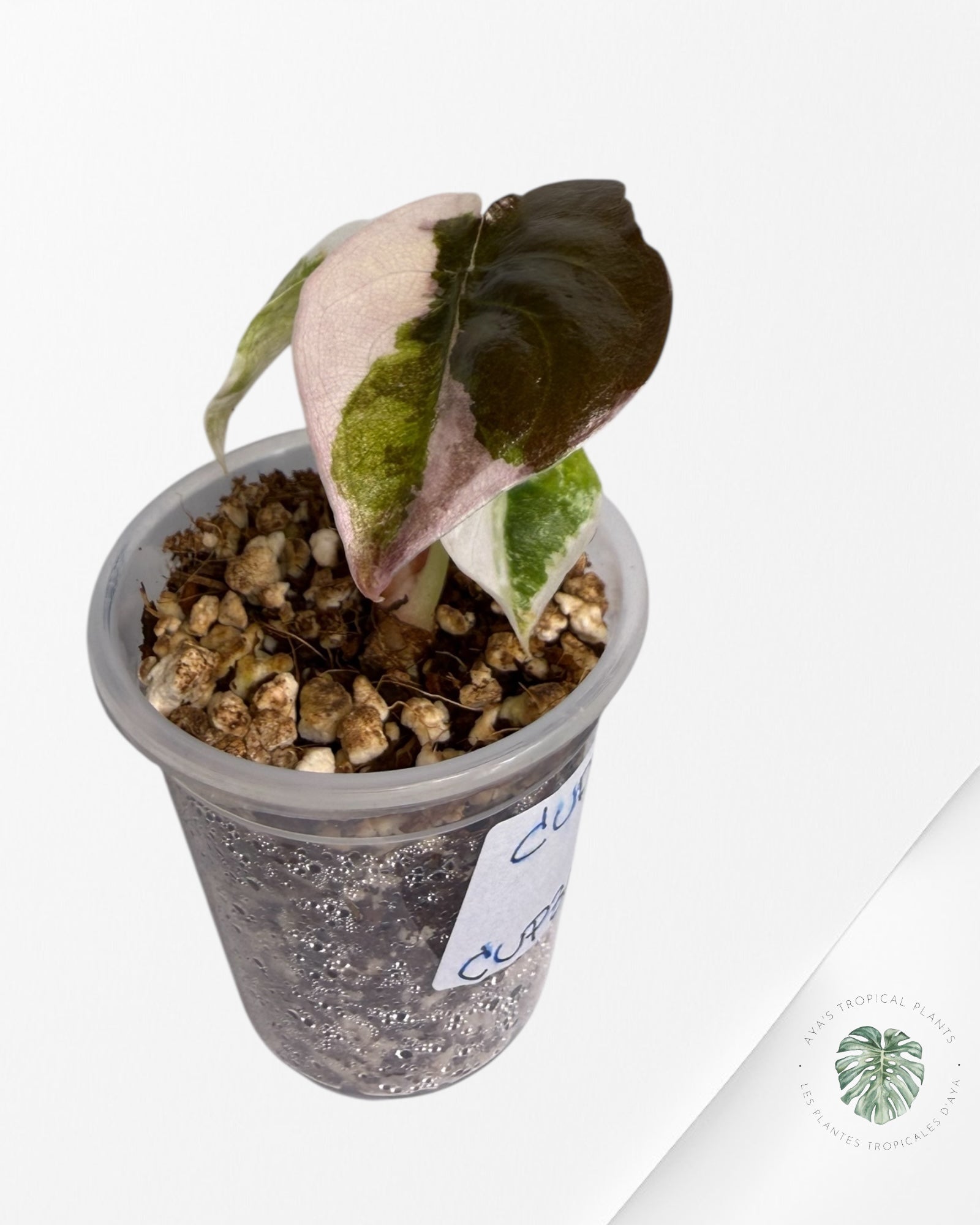 Alocasia Cuprea Pink/Albo Variegated | Rare TC Plant| Aya's Tropical Plants