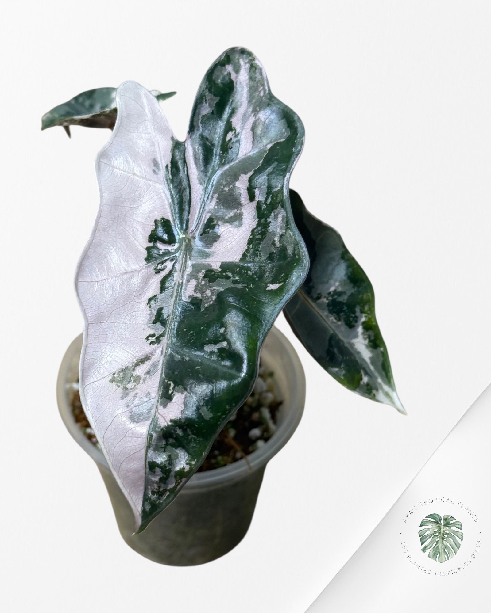 Alocasia Pseudo Sanderiana Albo/Rose - 333