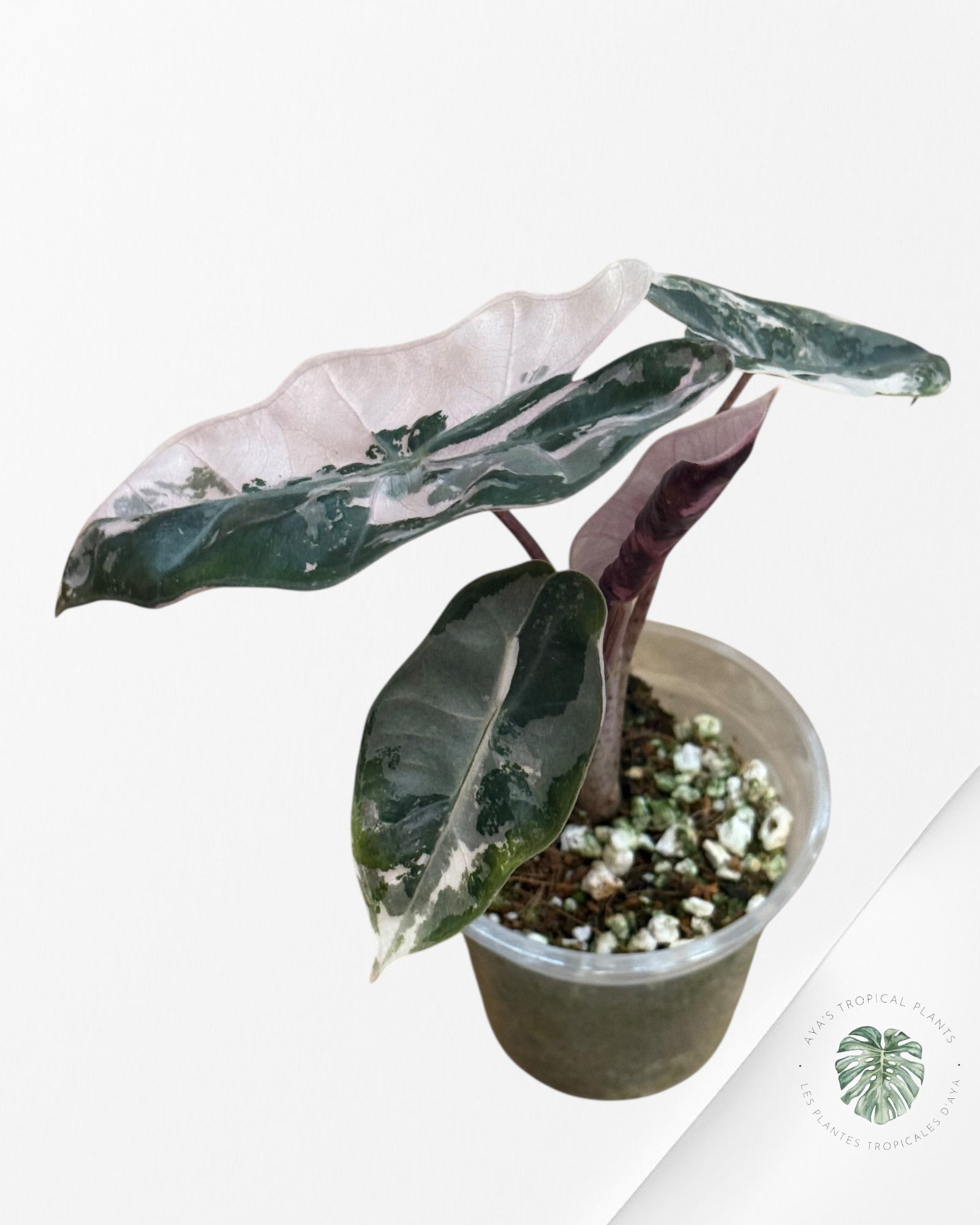 Alocasia Pseudo Sanderiana Albo/Rose - 333