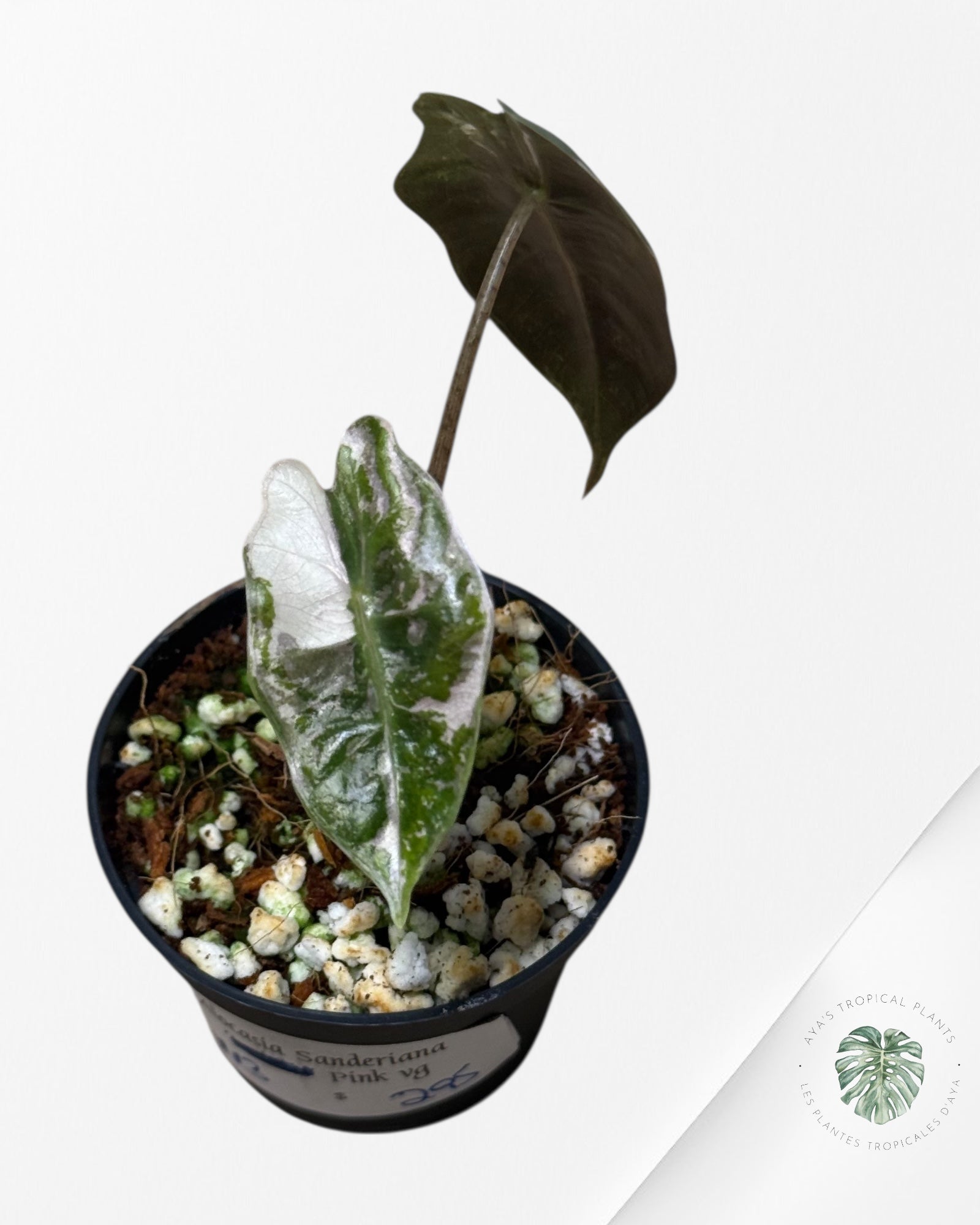 Alocasia Pseudo Sanderiana Albo/Rose - 113