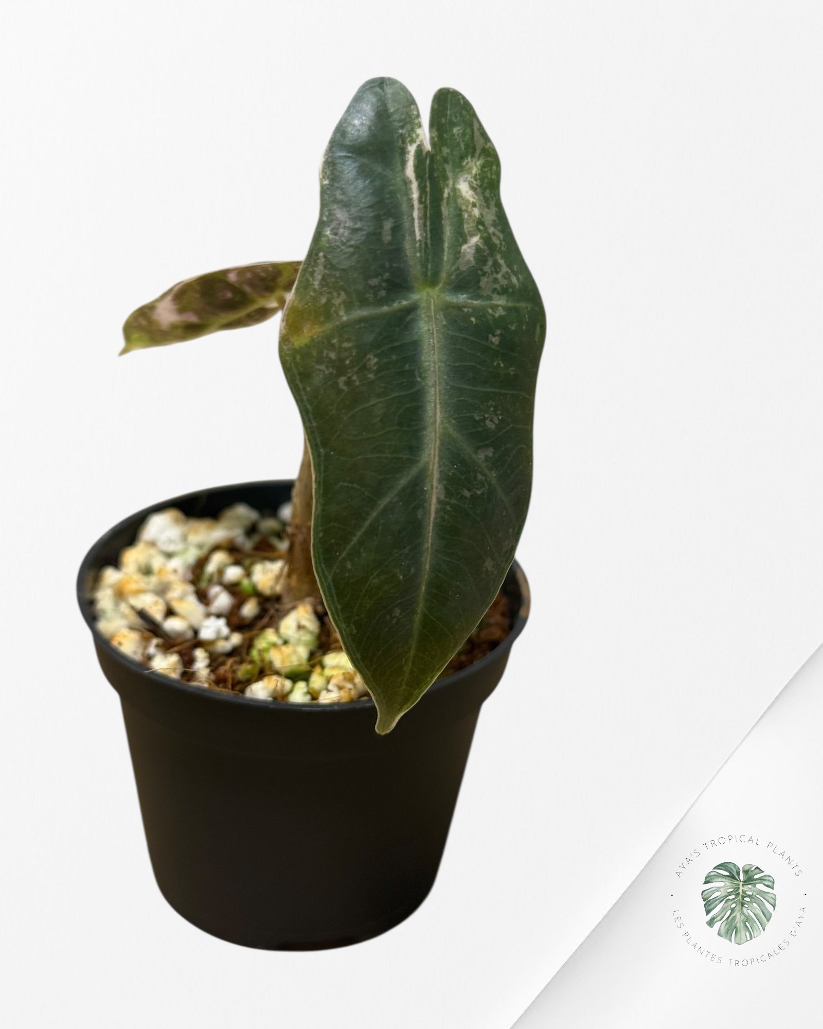 Alocasia Pseudo Sanderiana Albo/Rose - 113