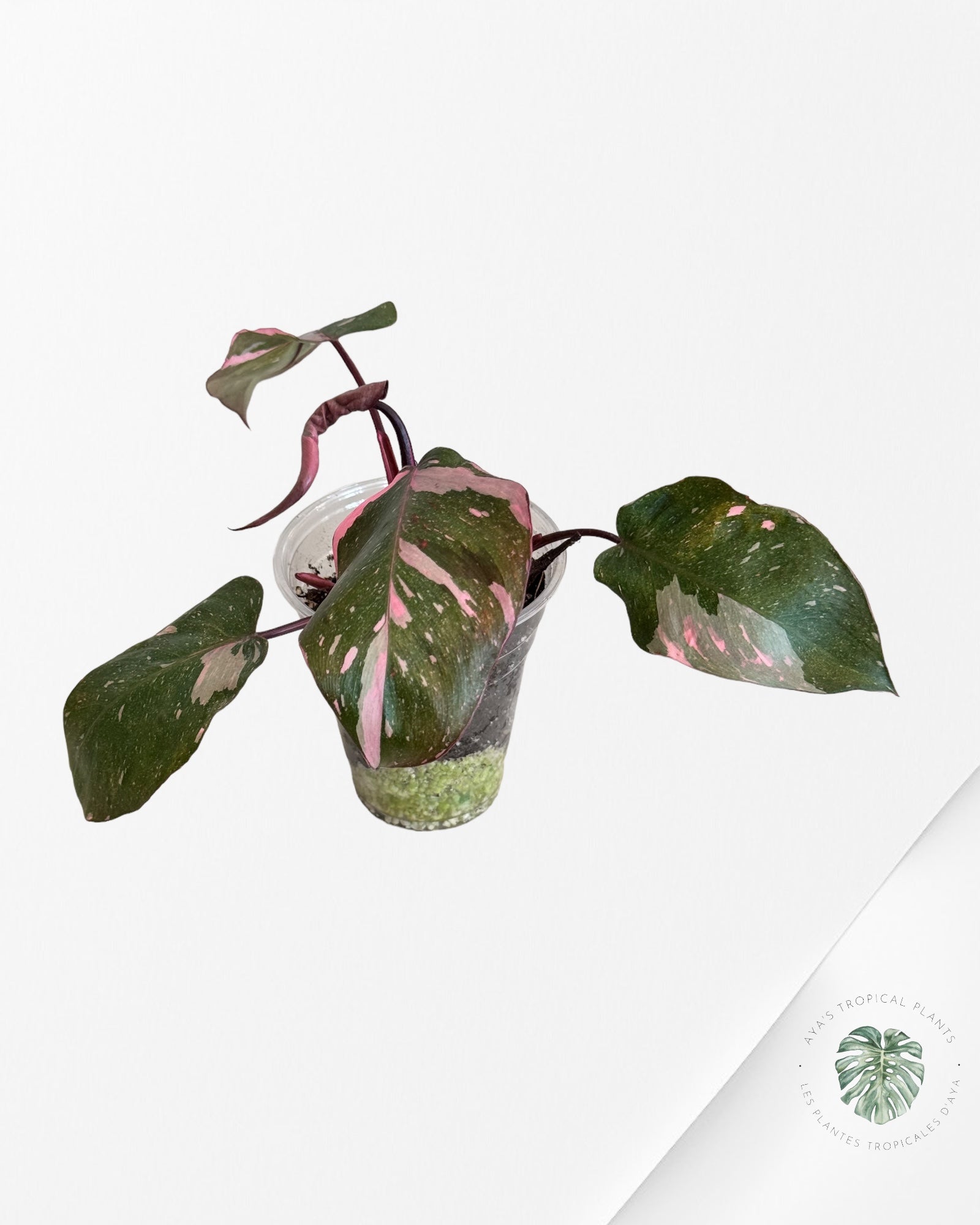 Philodendron Pink Galaxy-JA01