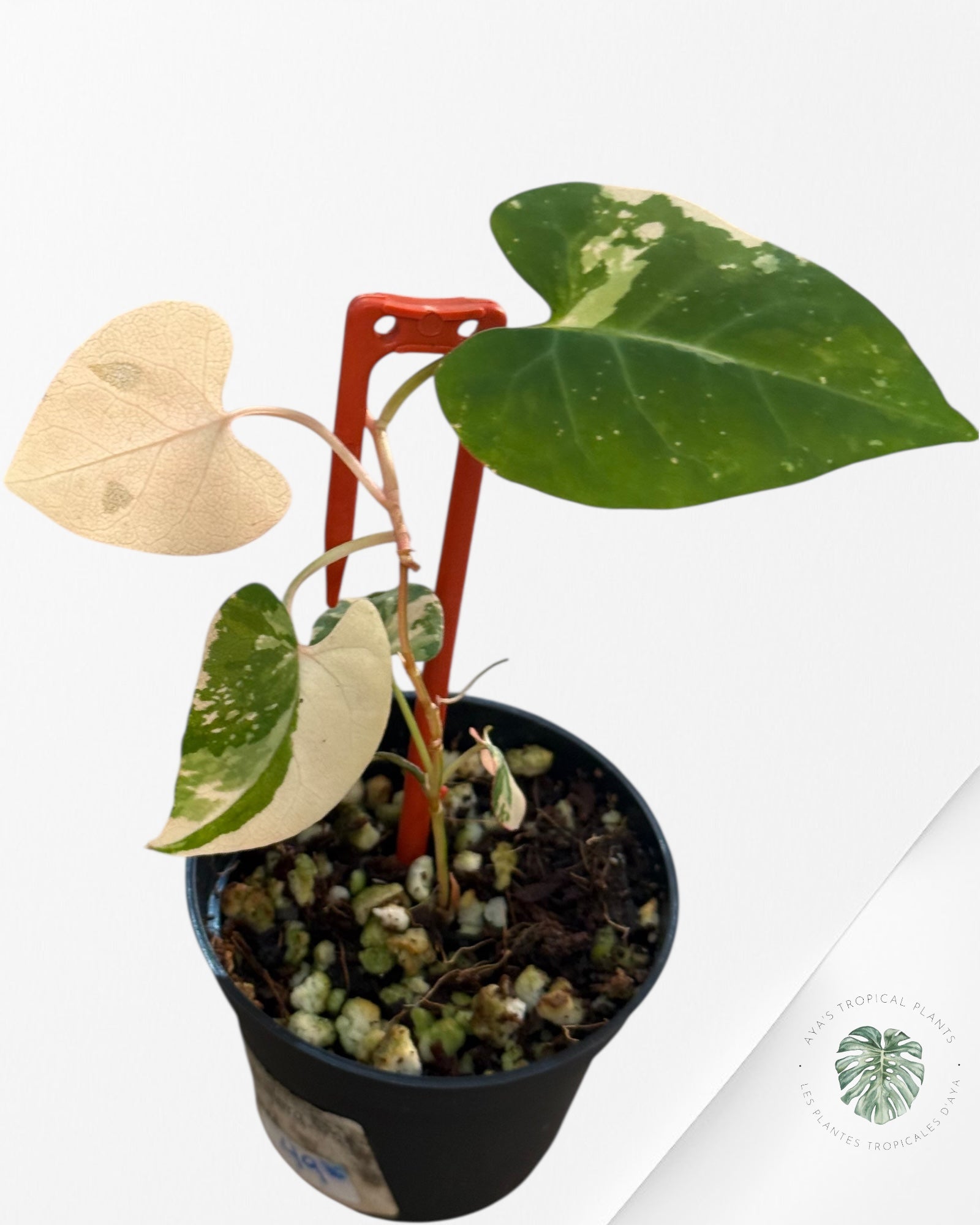 Fallopia multiflora Variegated - 80