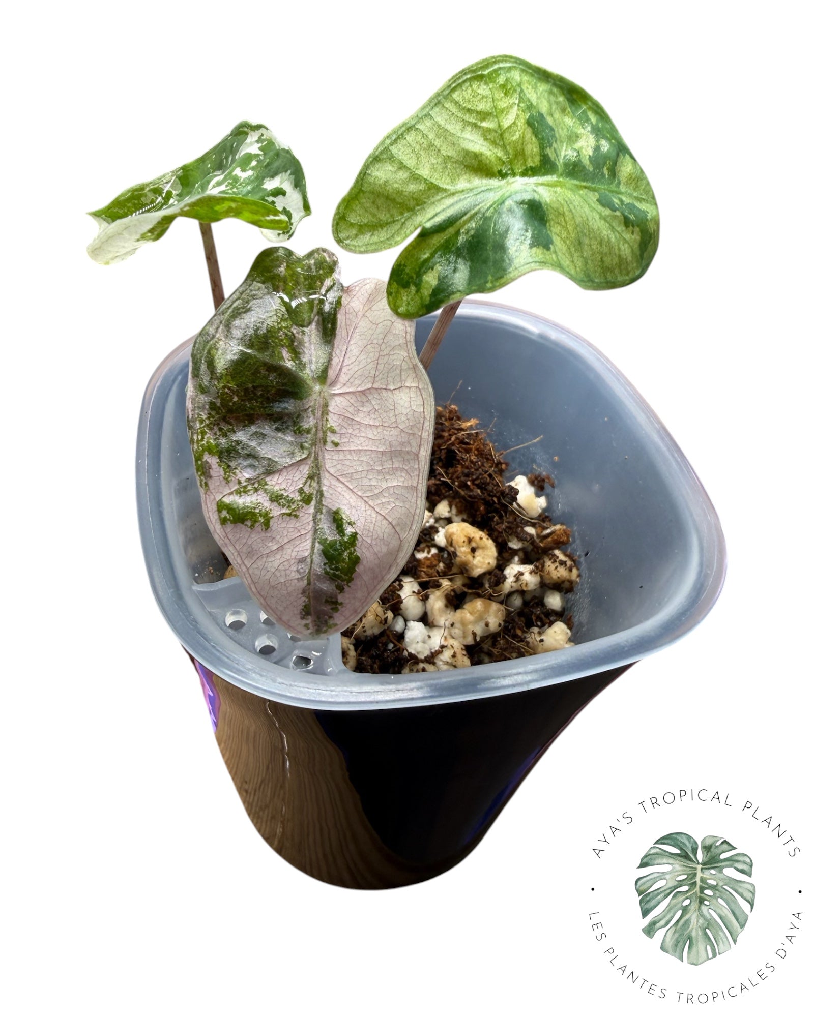 Alocasia Pseudo Sanderiana Pink