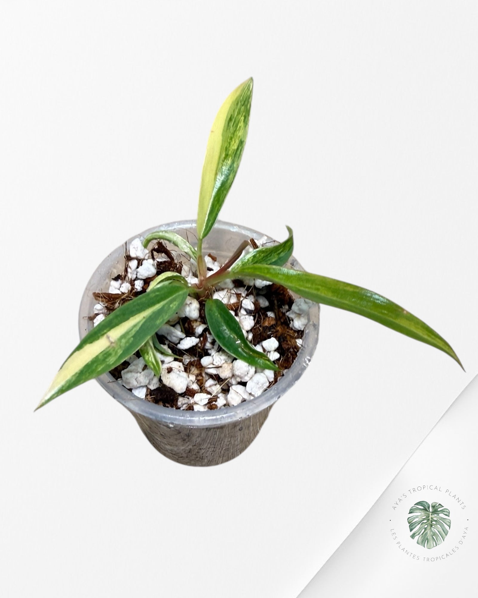 Philodendron Caramel Marble