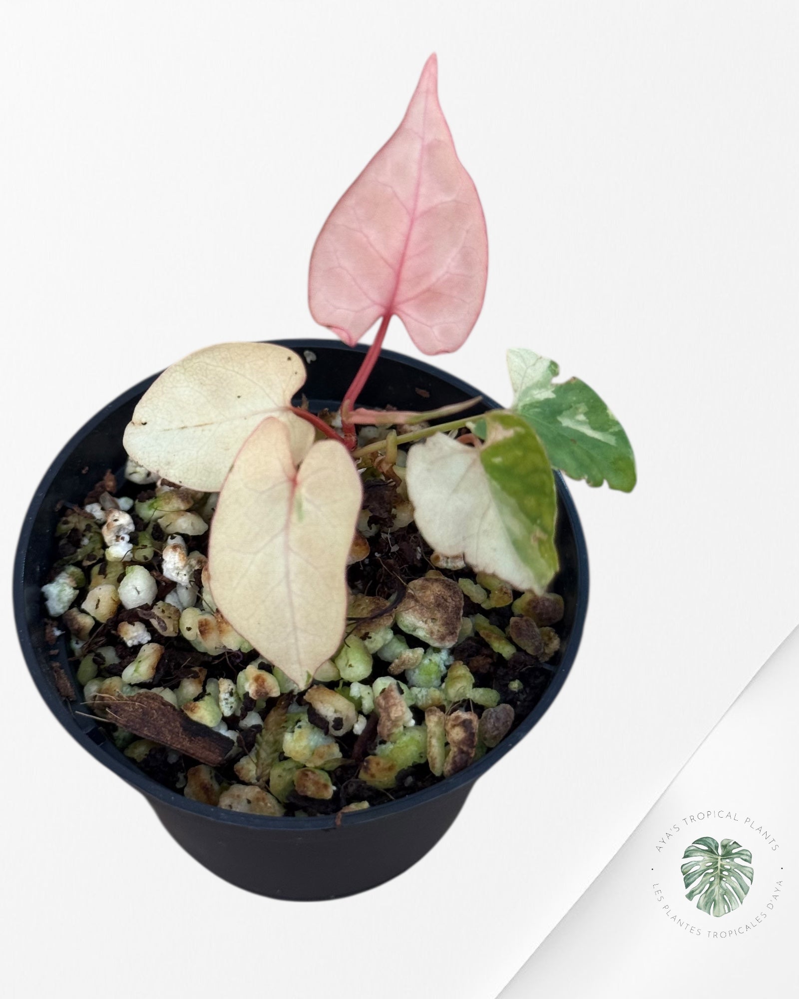 Fallopia multiflora Variegated - 82