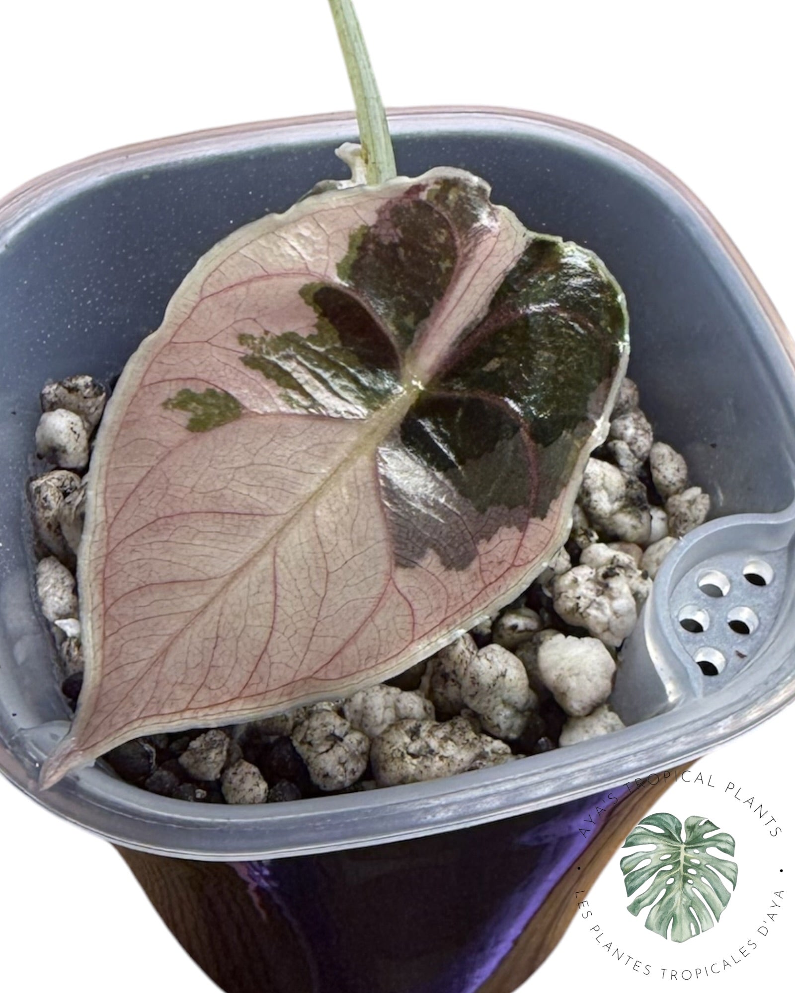 Alocasia Azlanii Pink