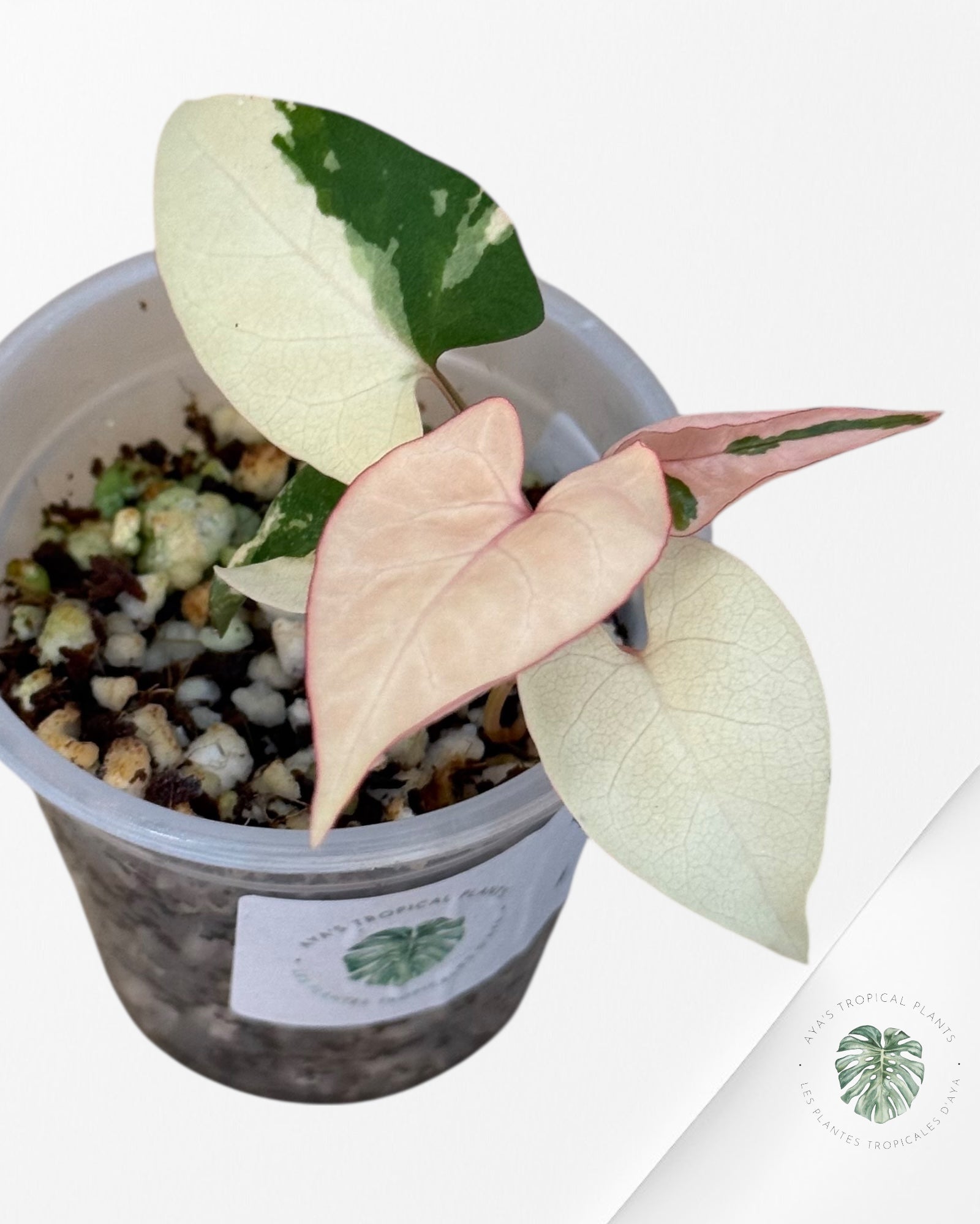 Fallopia multiflora Variegated - 81