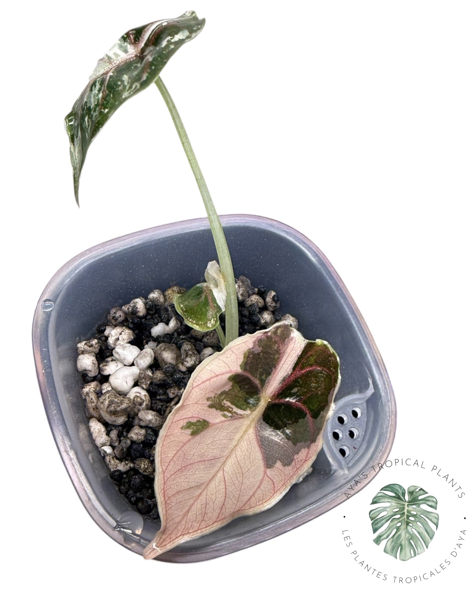 Alocasia Azlanii Pink
