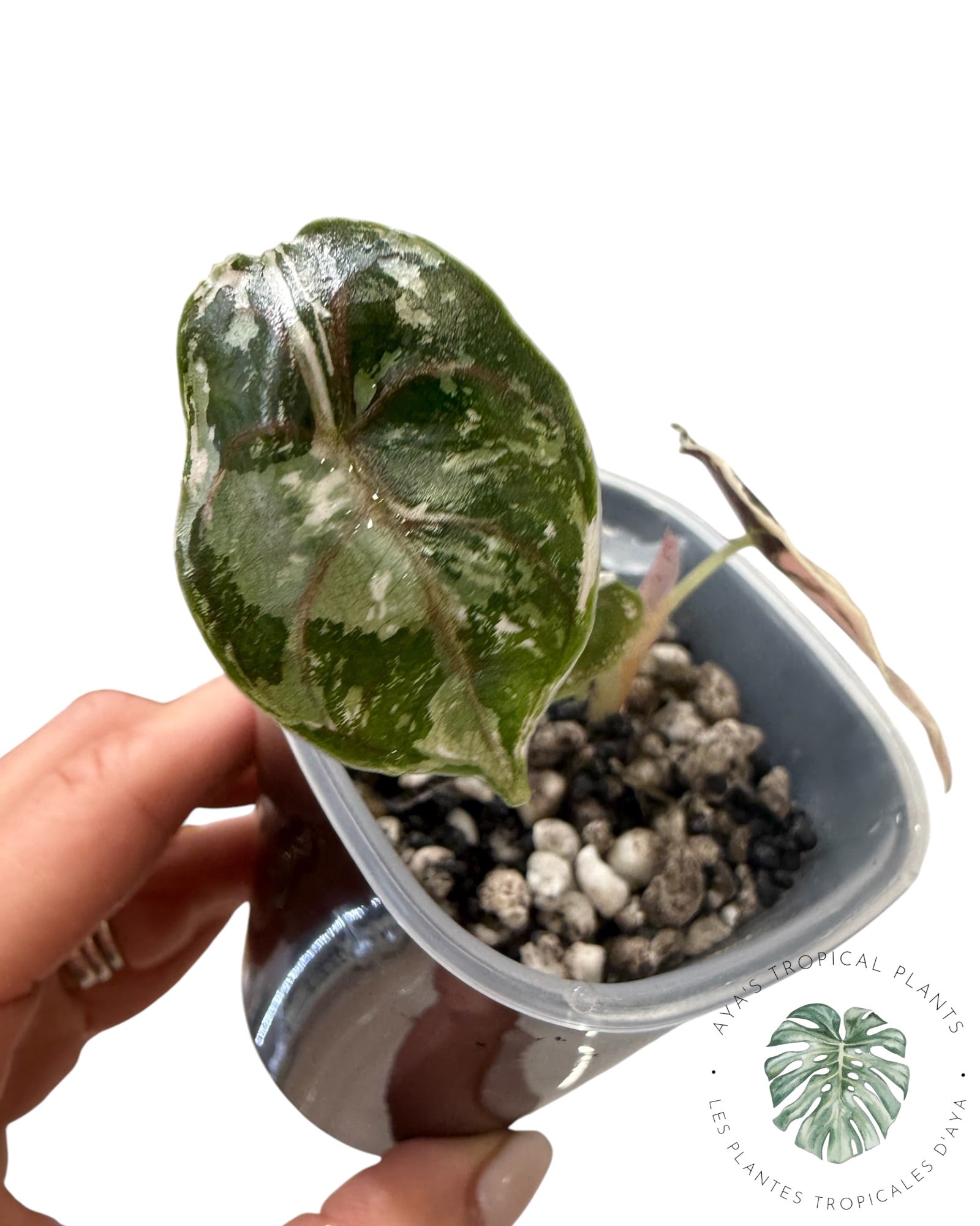 Alocasia Azlanii Pink