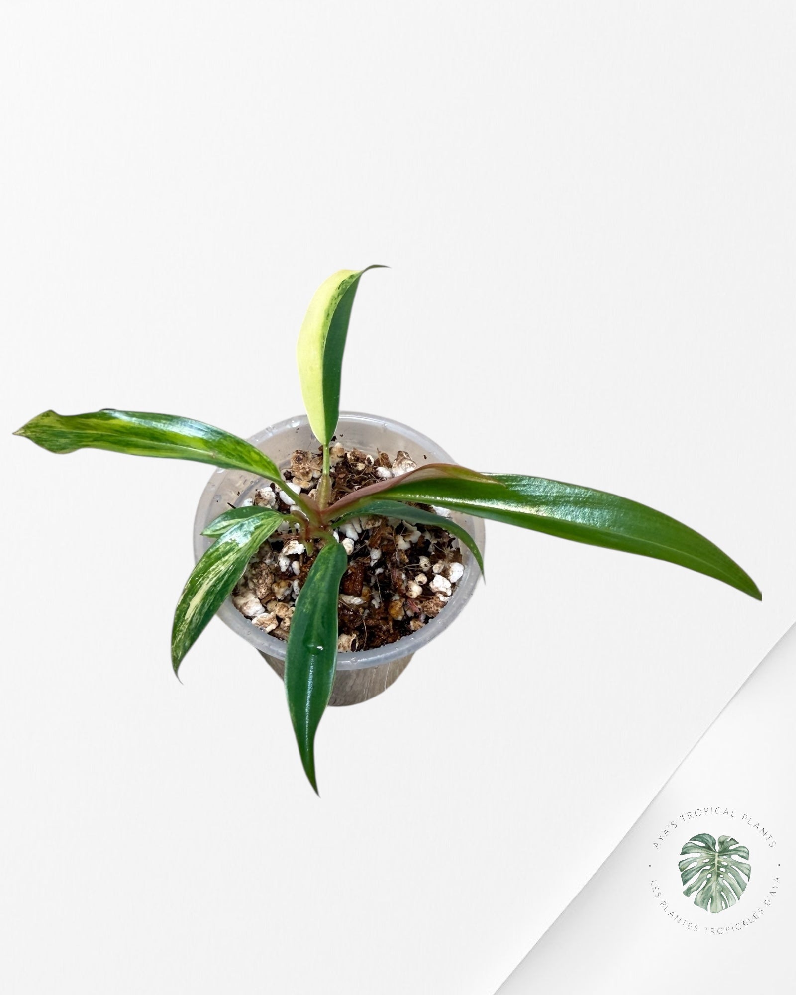 Philodendron Caramel Marble