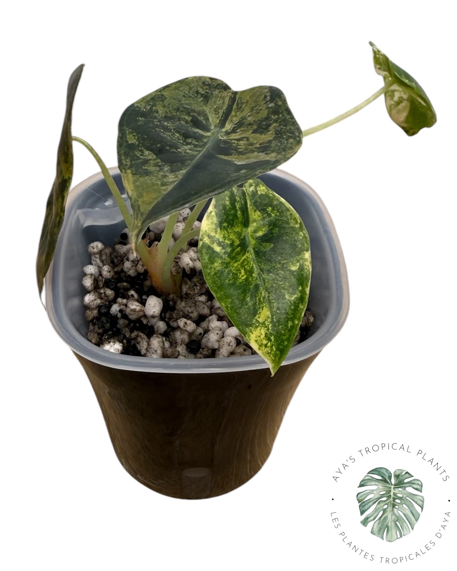 Alocasia Sedenii Aurea Variegated