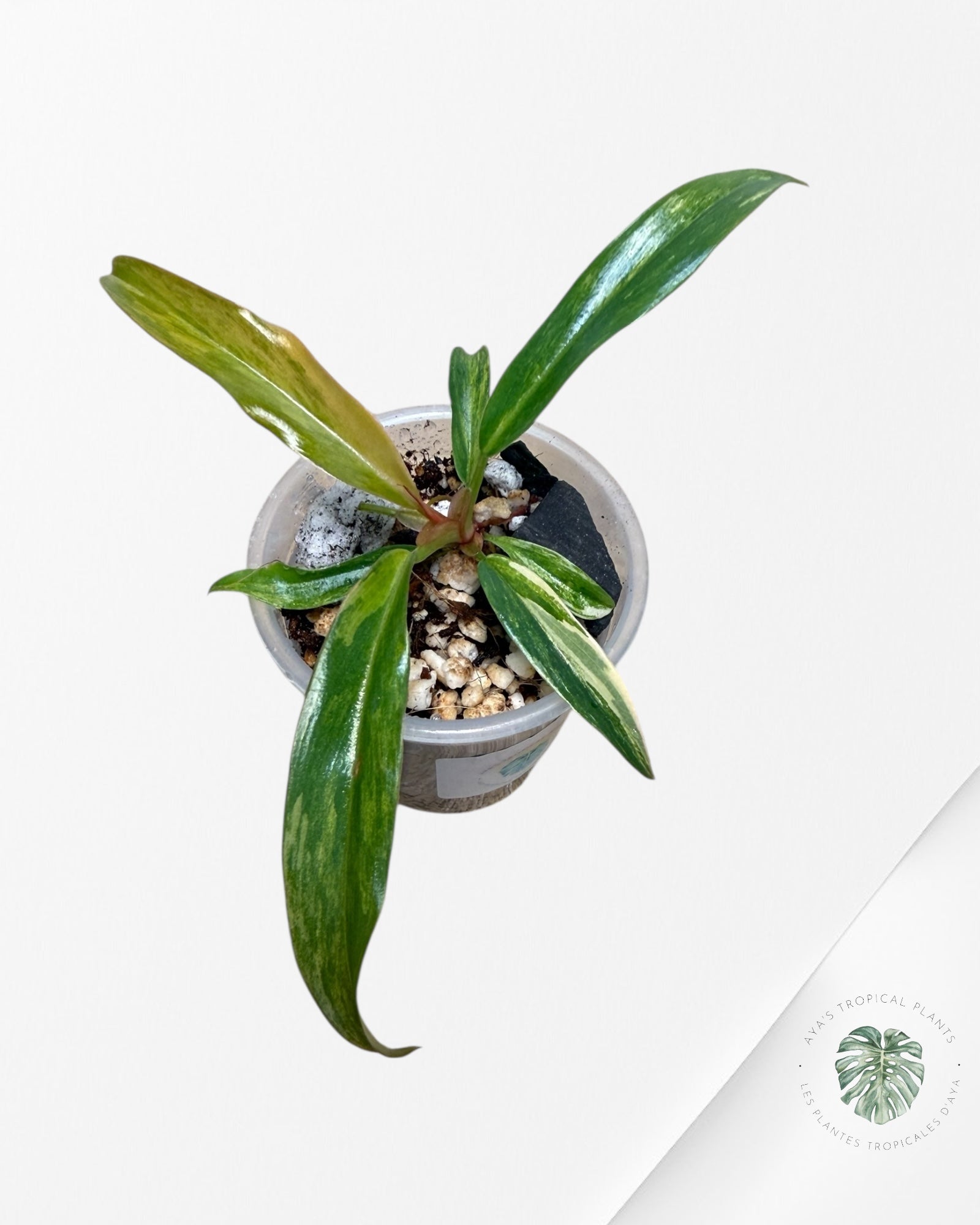 Philodendron Caramel Marble