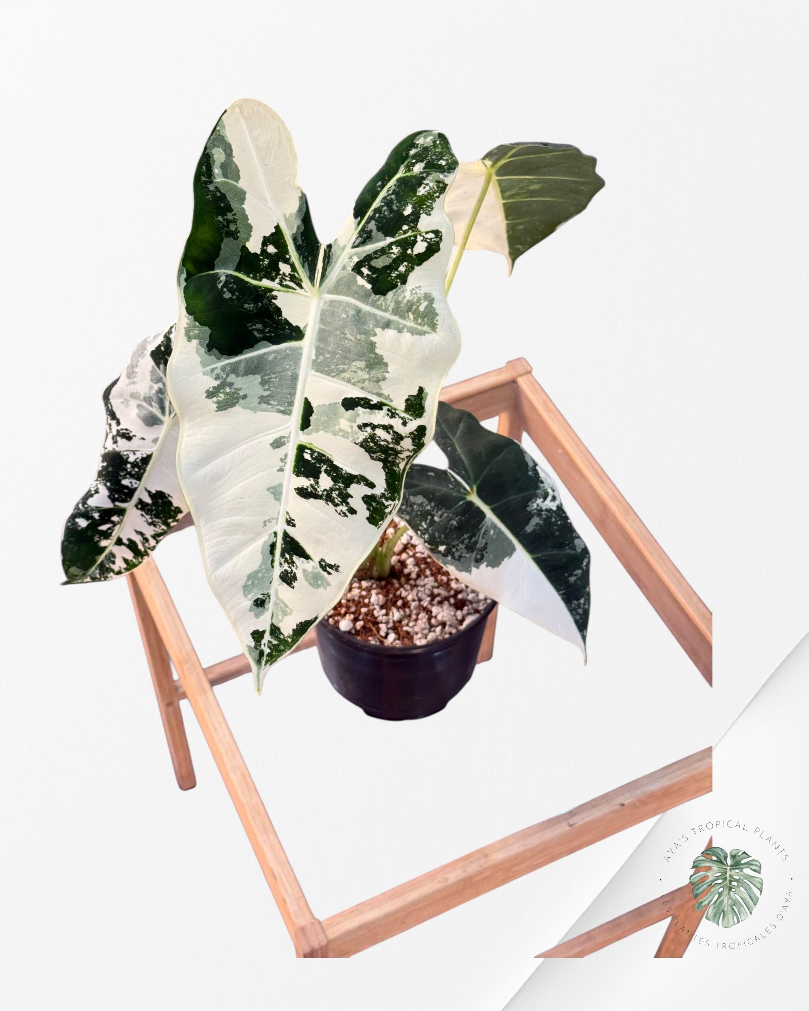 Alocasia Frydek Variegated - SA1