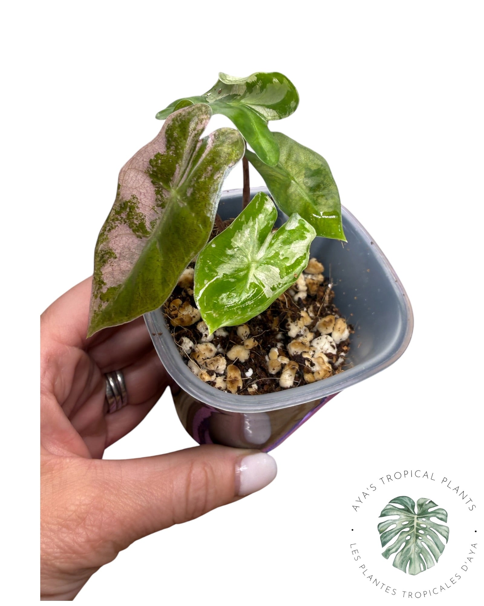 Alocasia Pseudo Sanderiana Pink