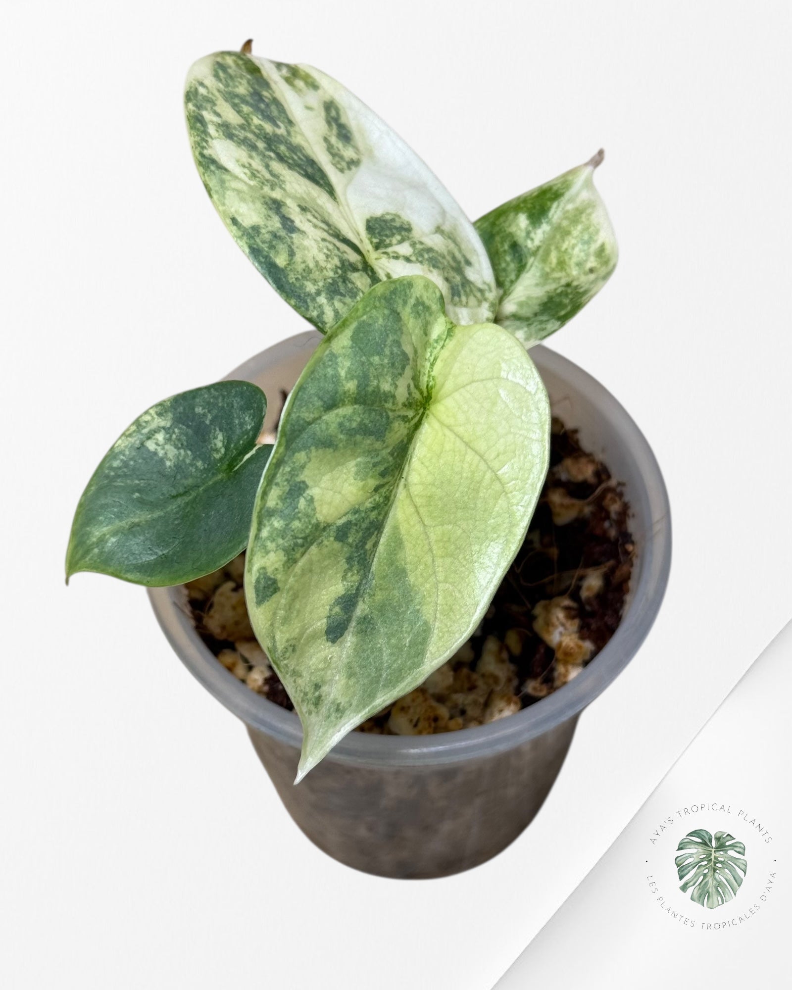 Alocasia Silver Dragon Variegated Aurea -AA