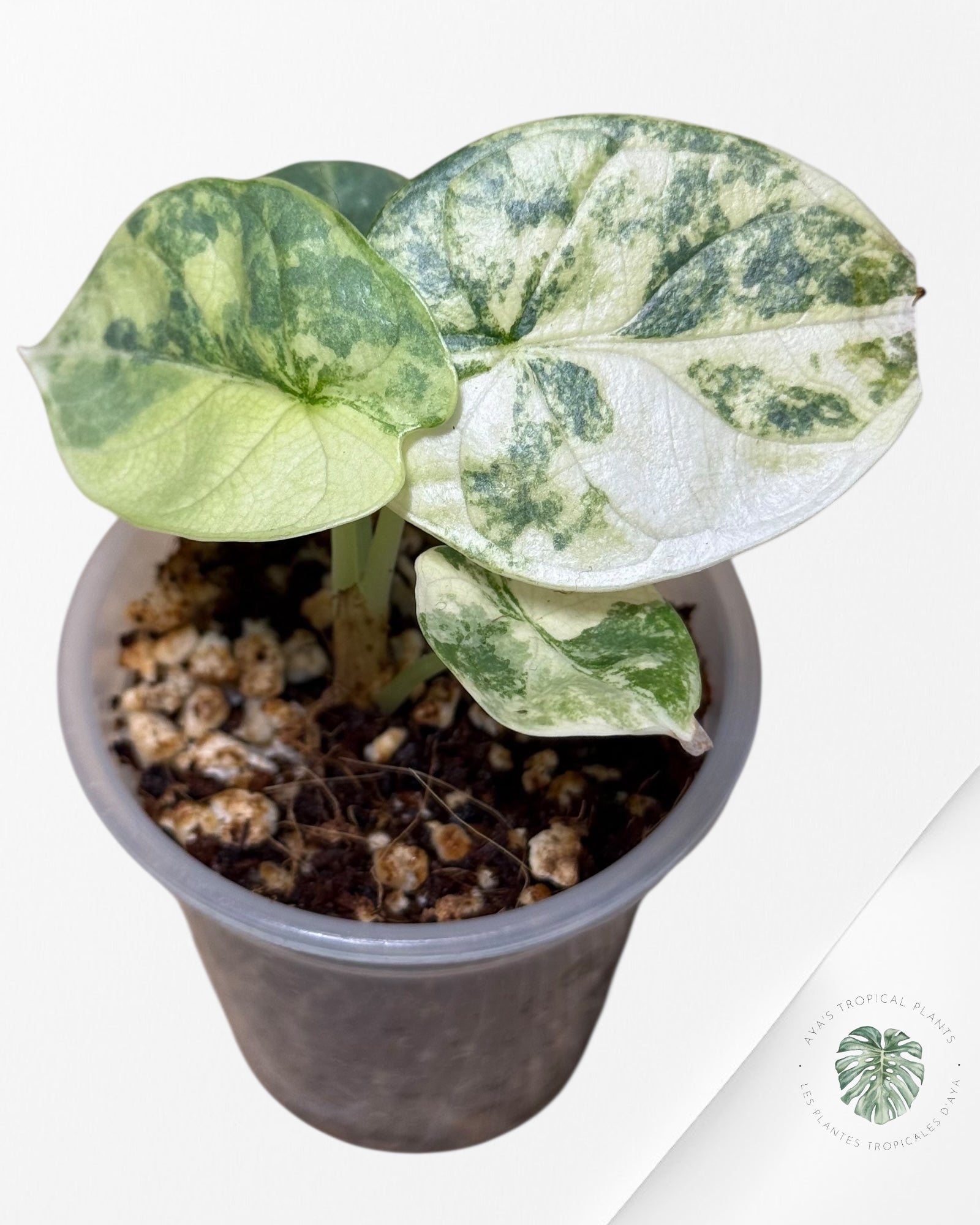 Alocasia Silver Dragon Variegated Aurea -AA