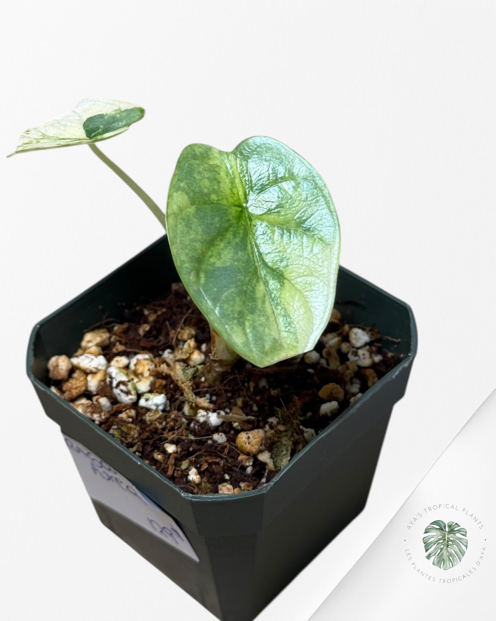 Alocasia Silver Dragon Variegated Aurea -BB