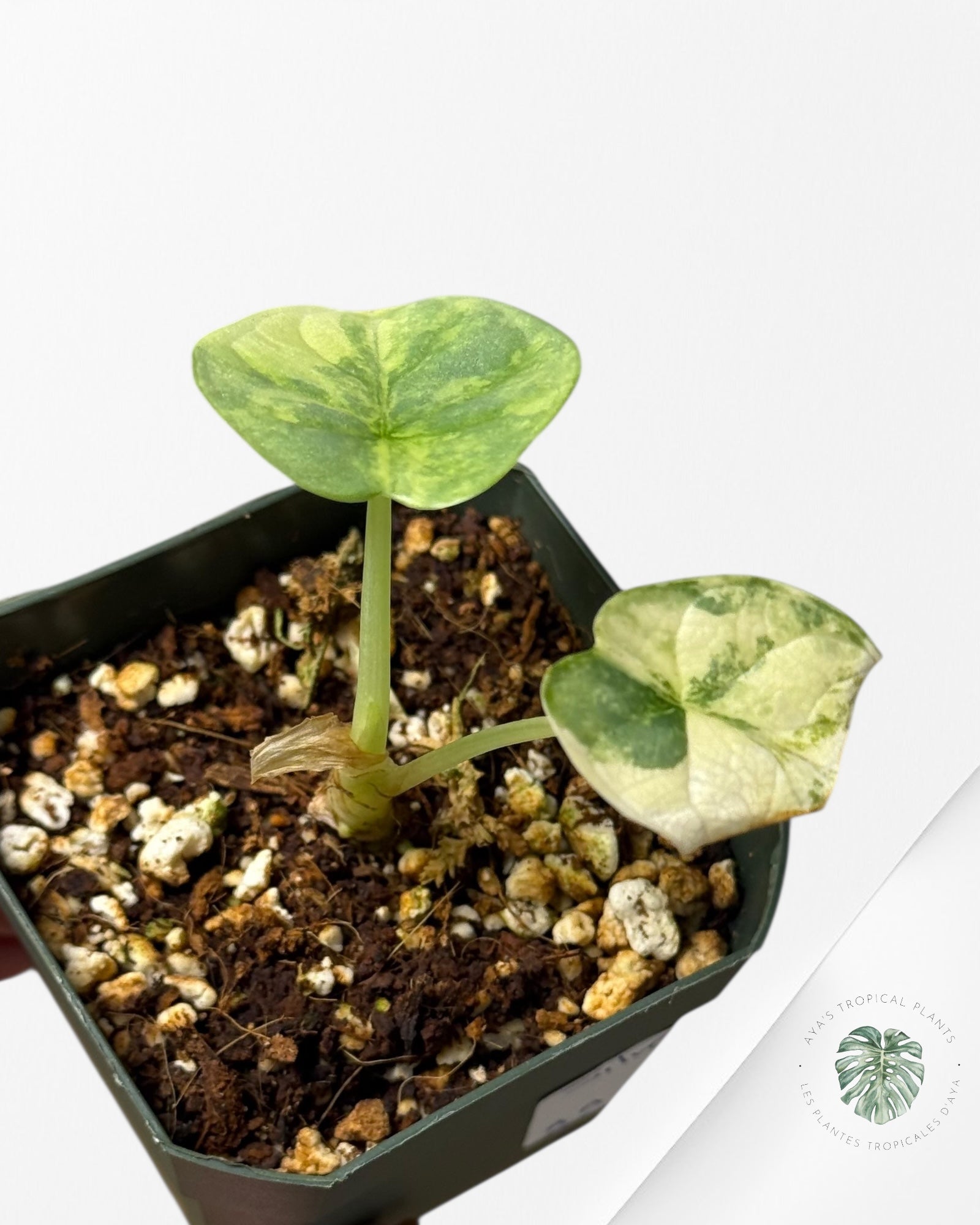 Alocasia Silver Dragon Variegated Aurea -BB