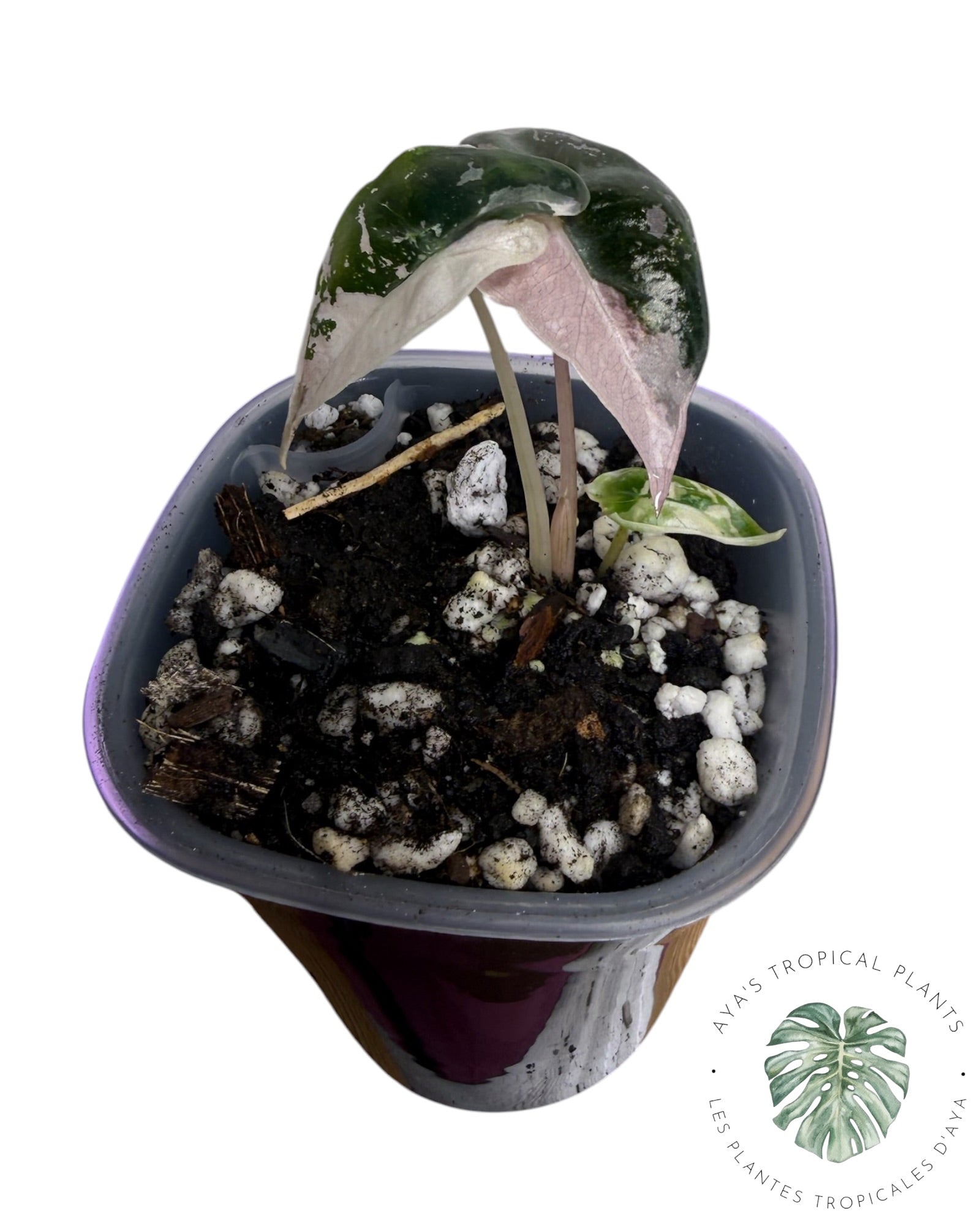 Alocasia Nobilis Pink Variegated
