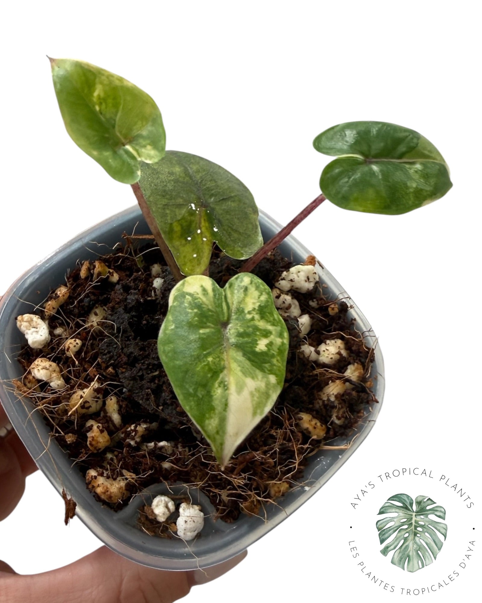 Alocasia Yucatan Aurea Variegated
