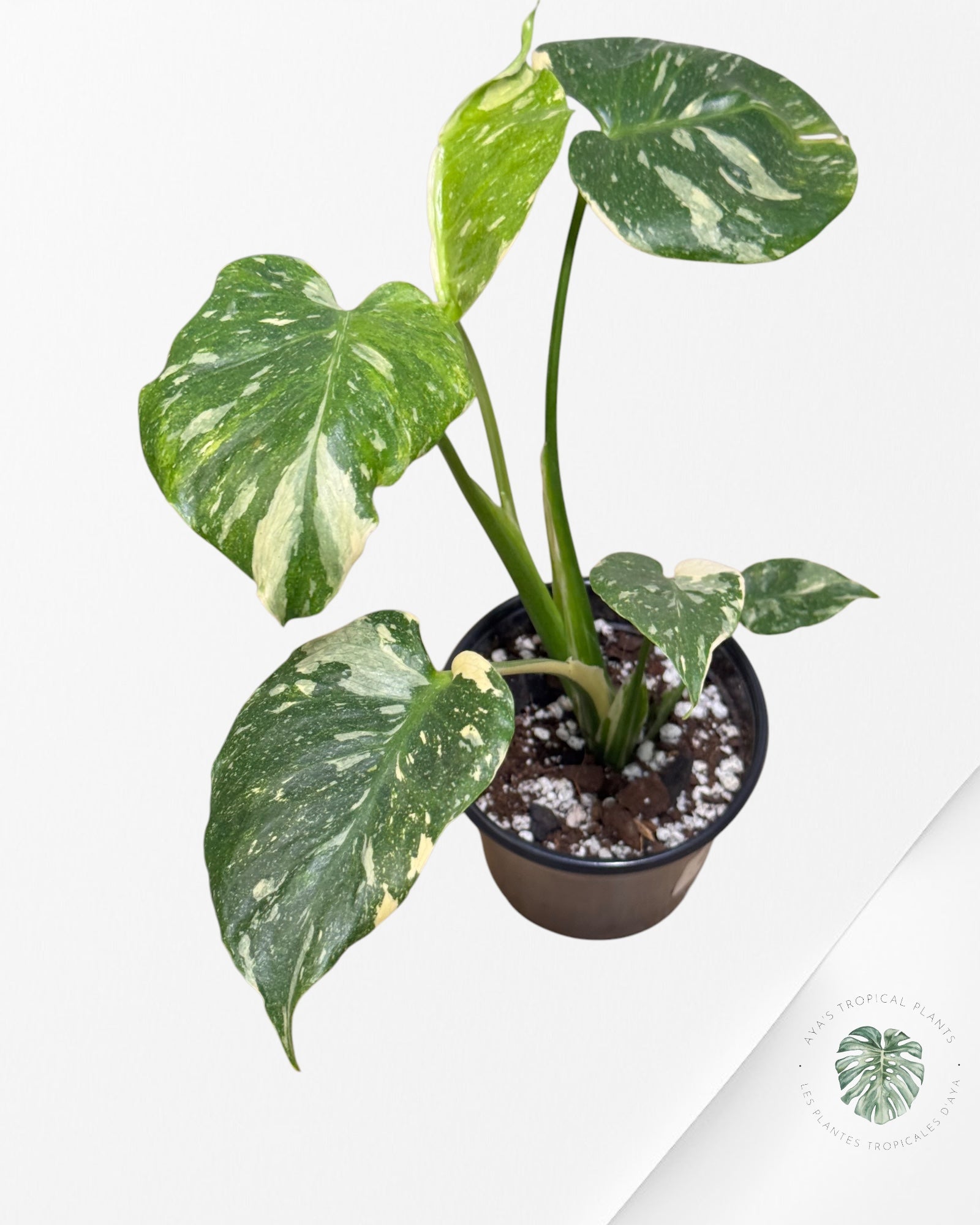 Monstera Miracle Tricolor -MMT9