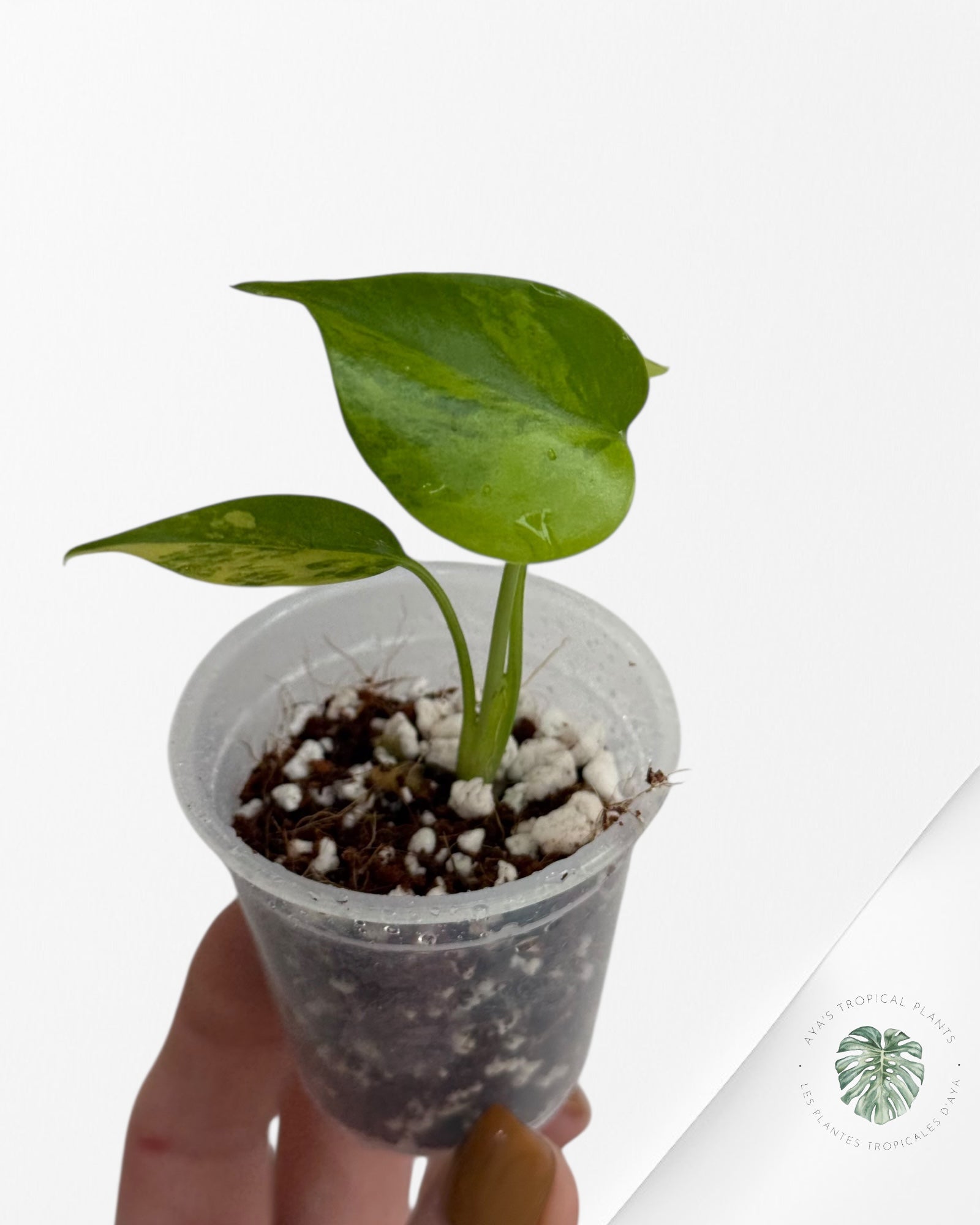 Monstera Aurea- 00