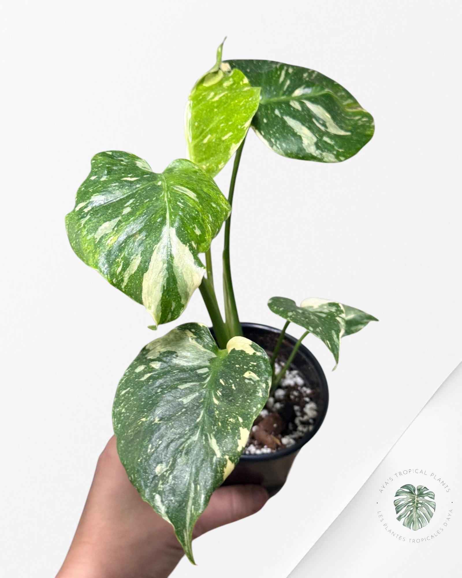 Monstera Miracle Tricolor -MMT9