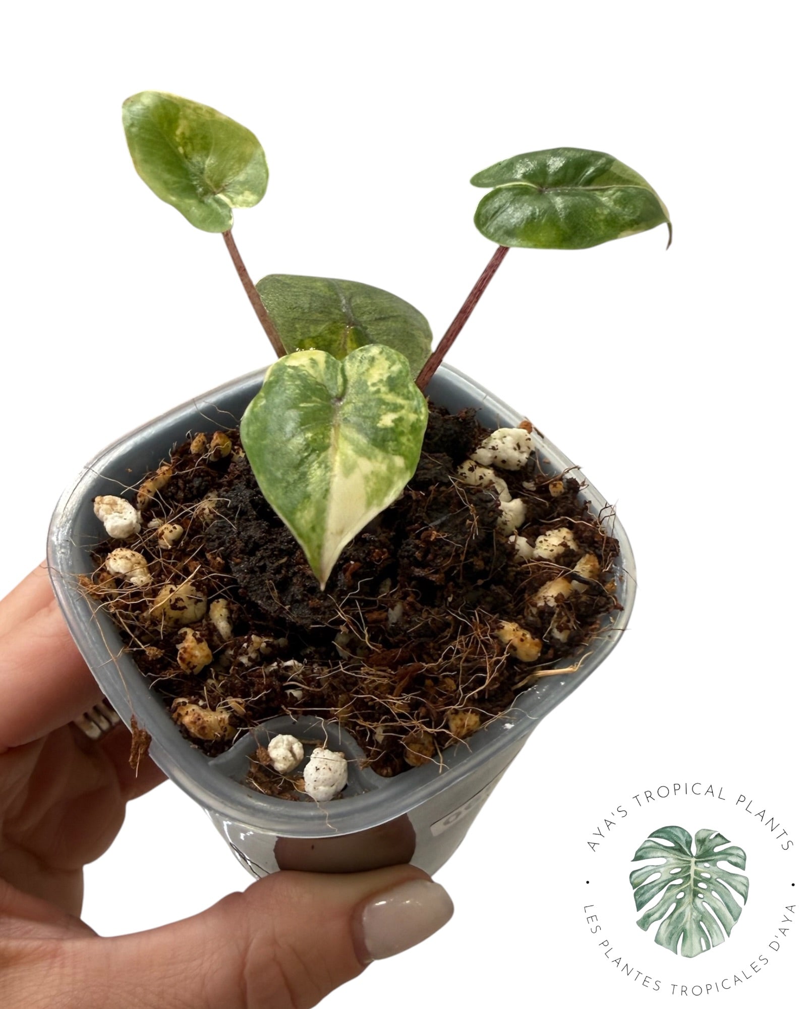 Alocasia Yucatan Aurea Variegated