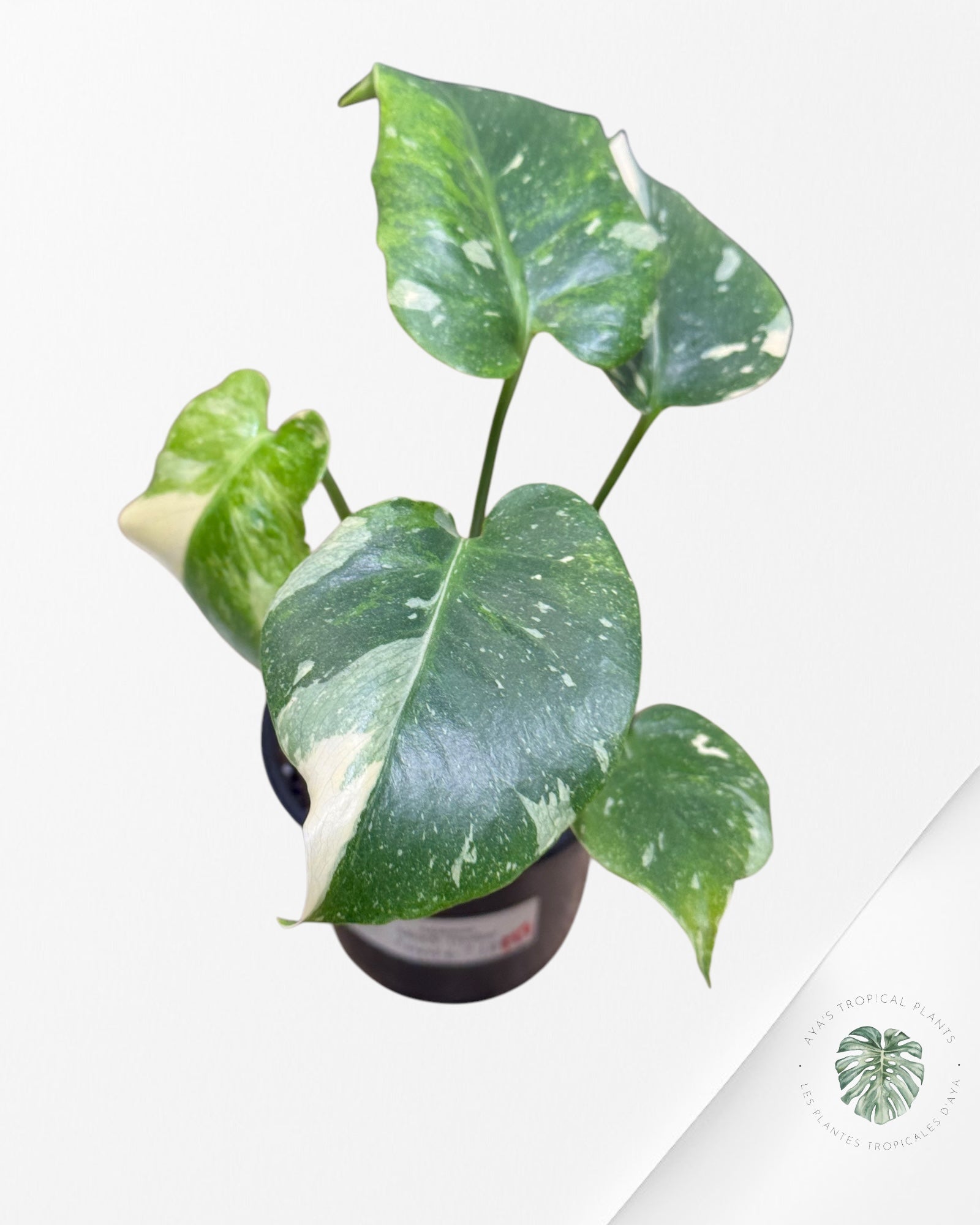 Monstera Miracle Tricolore -MMT6