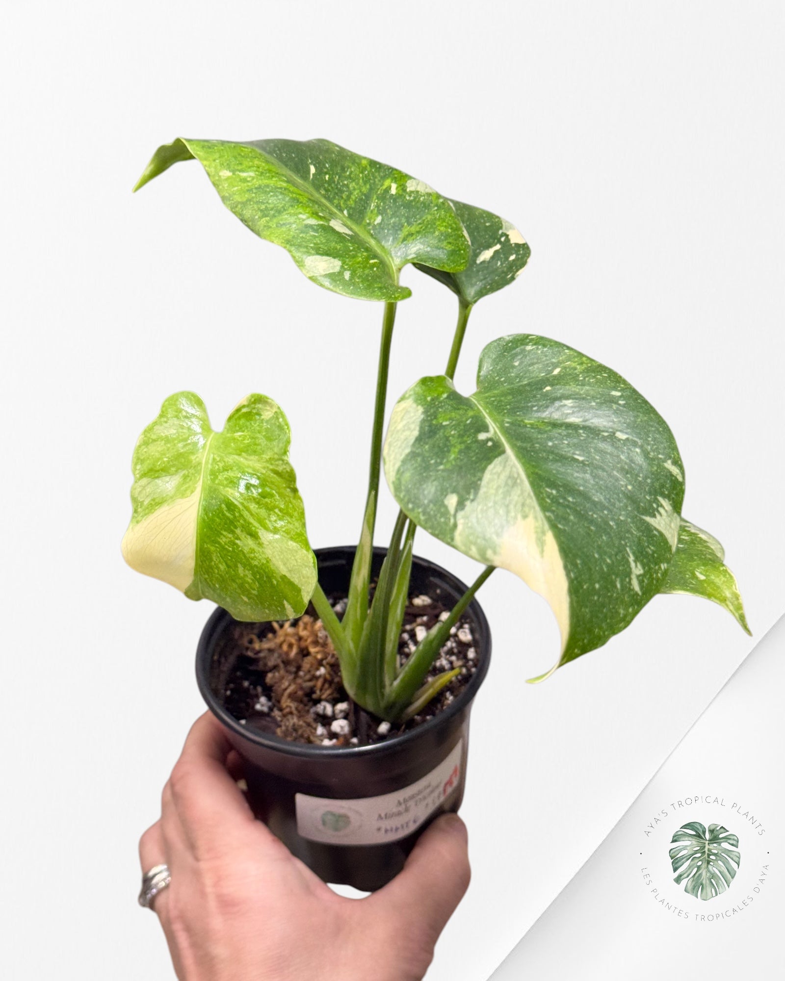 Monstera Miracle Tricolore -MMT6